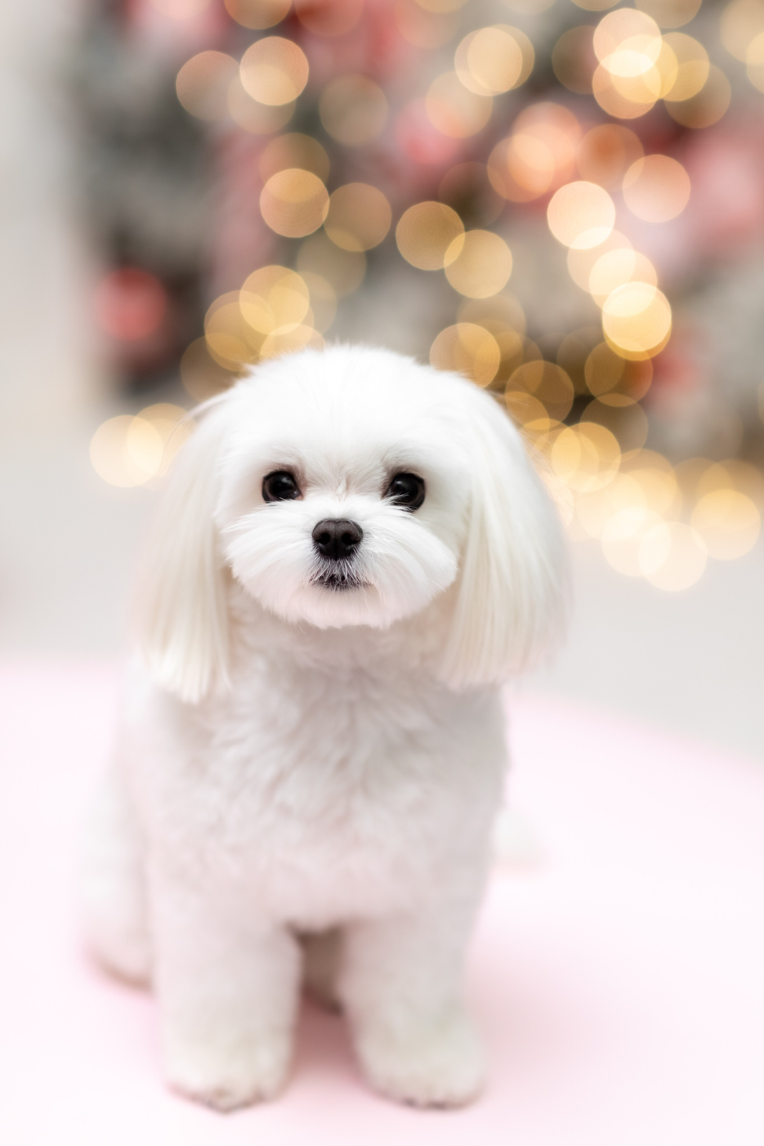 НОВОГОДНЯЯ ФОТОСЕССИЯ С ПИТОМЦАМИ