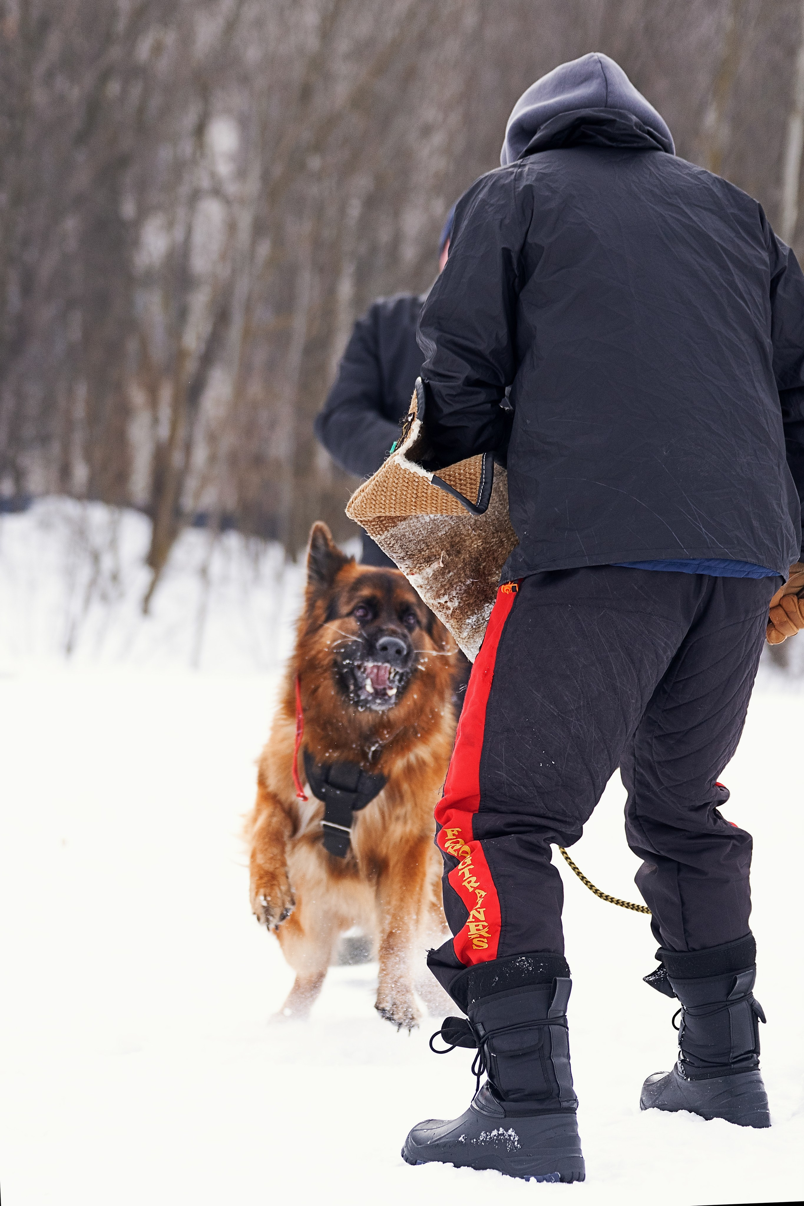 Репортажная съемка. Фотограф-анималист Нижний Новгород