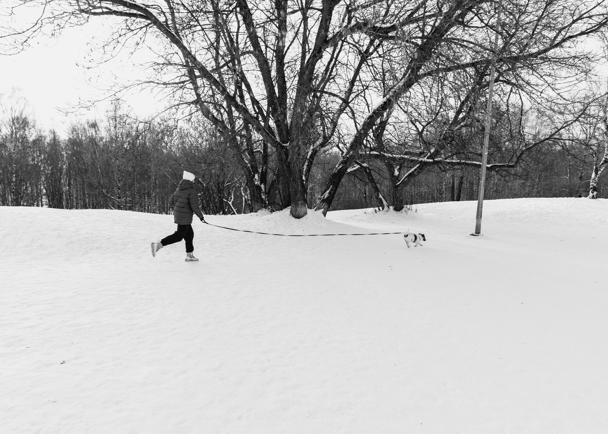 Собаки. Фотограф Александр Тихонов
