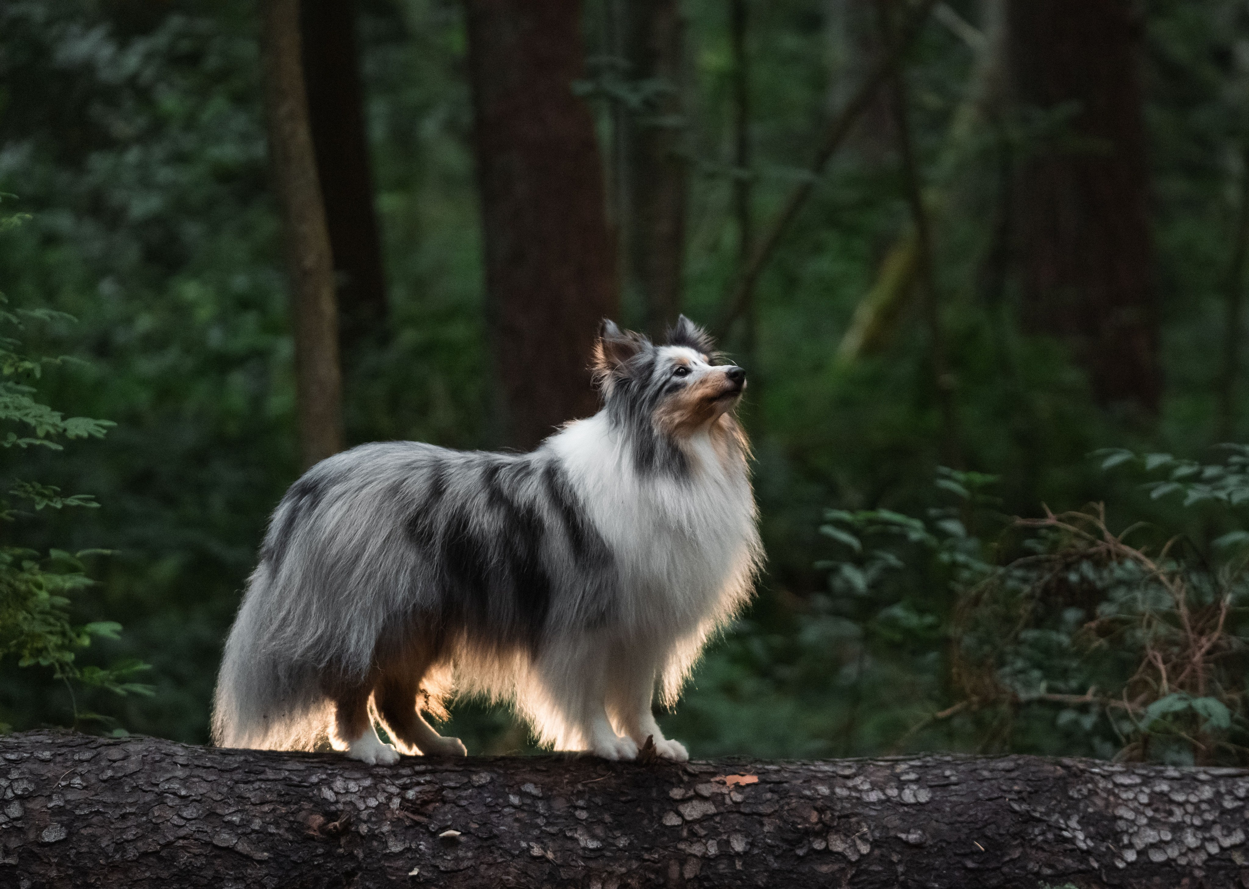 Лесная Элис. Фотограф анималист