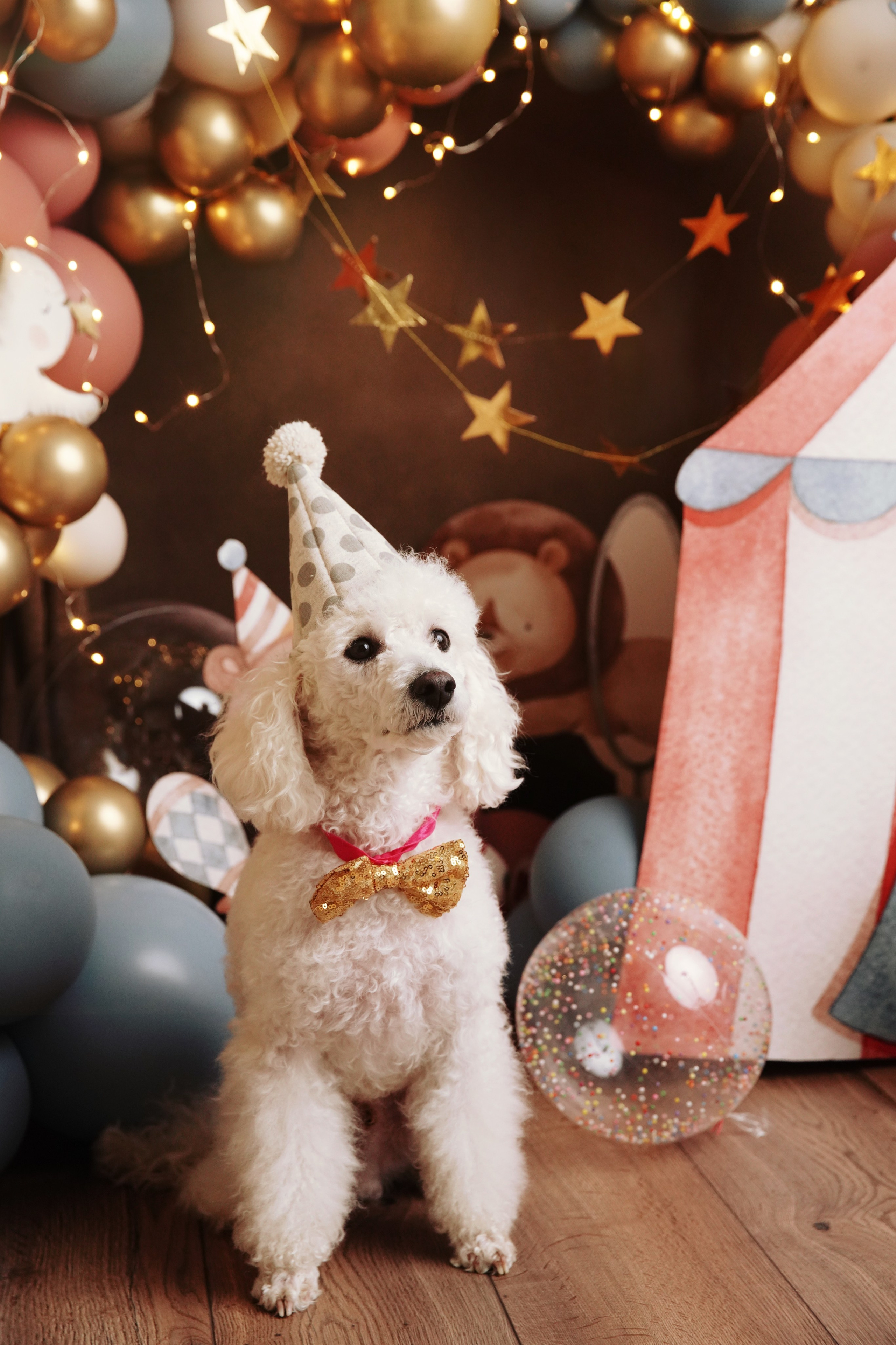 Цирк 2025. Фотограф новорожденных. Семейный и детский фотограф в городе Сургуте