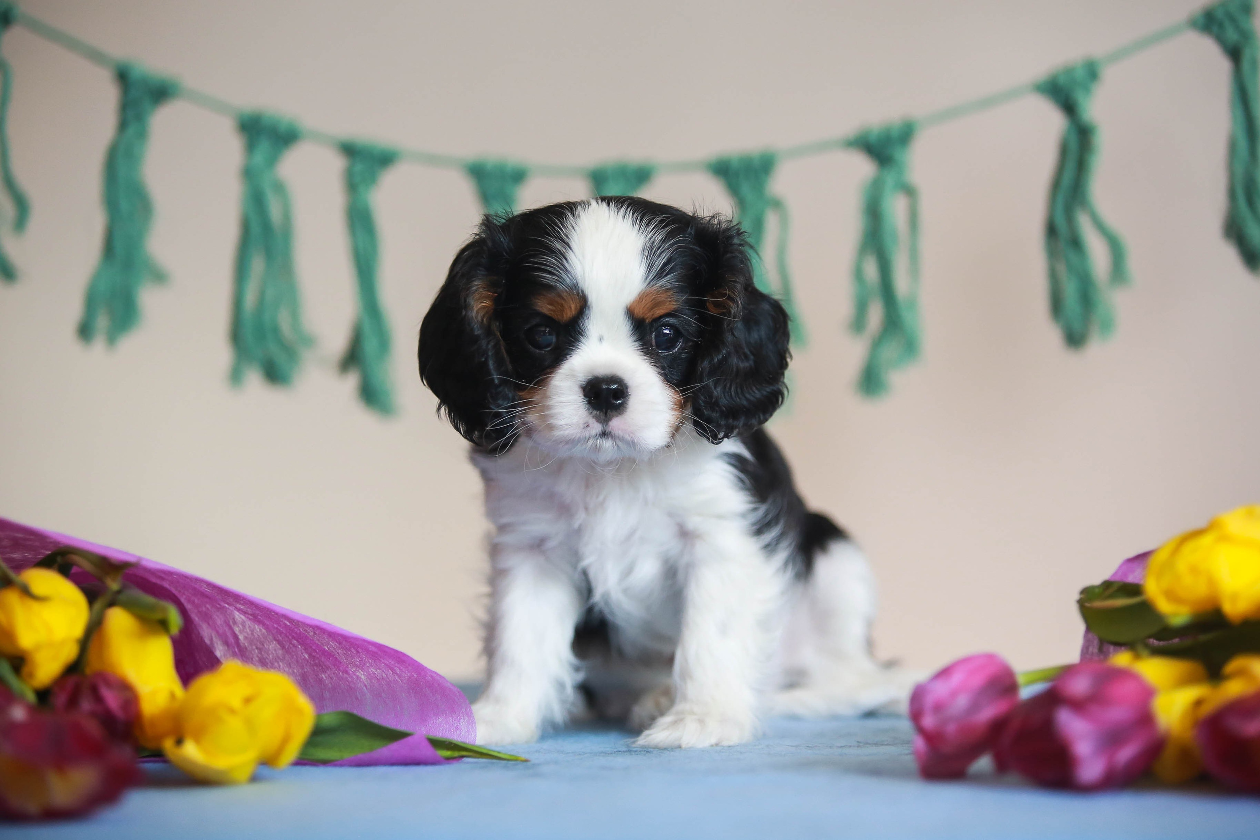 Щенки. Семейный и детский фотограф в Москве Мария Быкова