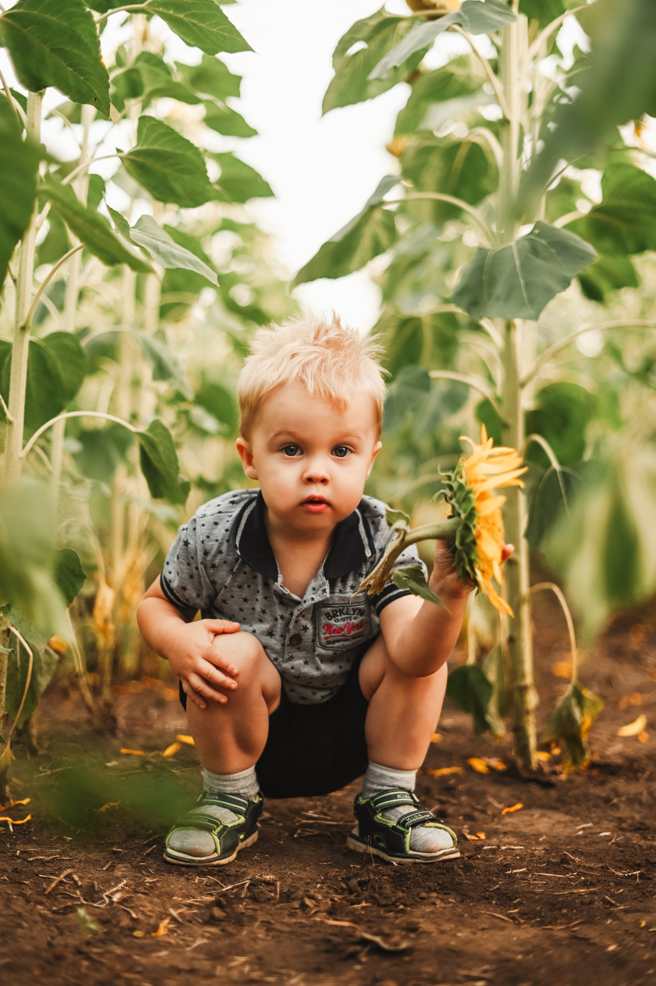 Подсолнухи Света, Даша, Миша, Александр. Фотограф Алёна Мил