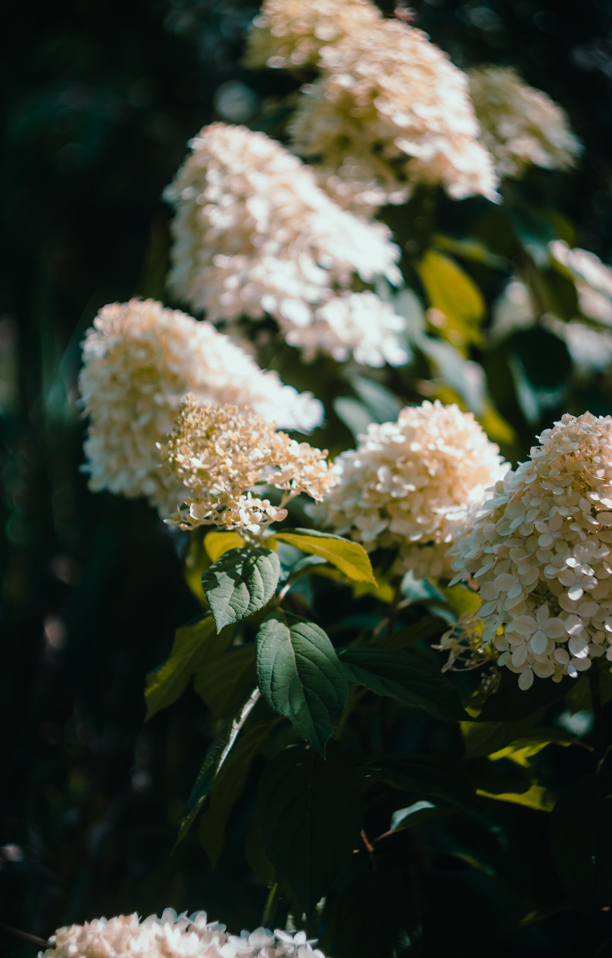 Wallpapers. Фотограф Казань