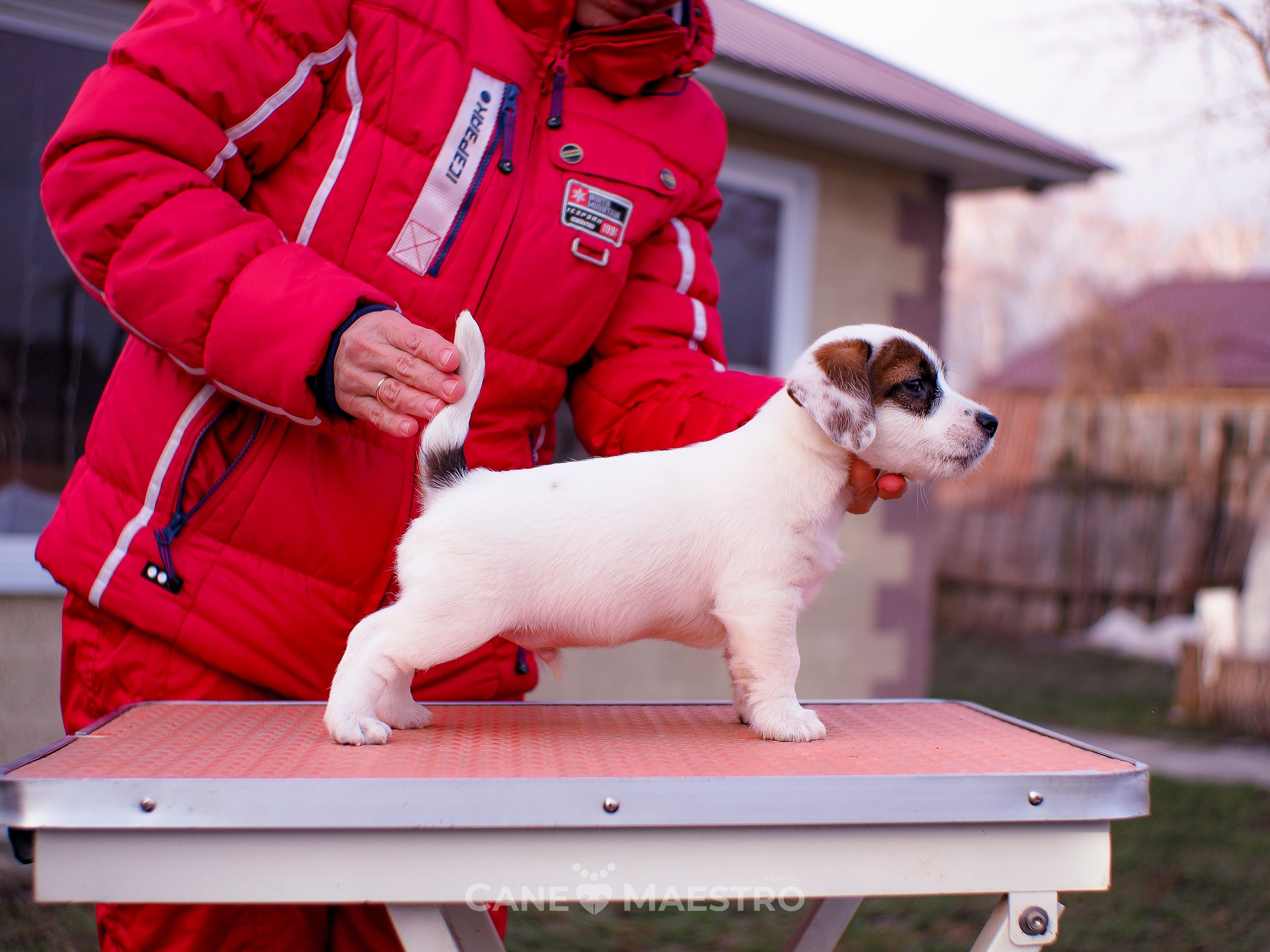 1КОБЛ_МОНОКЛЬ_Ц_ЛИТТЕР. CANE MAESTRO — kennel Jack Russell Terrier
