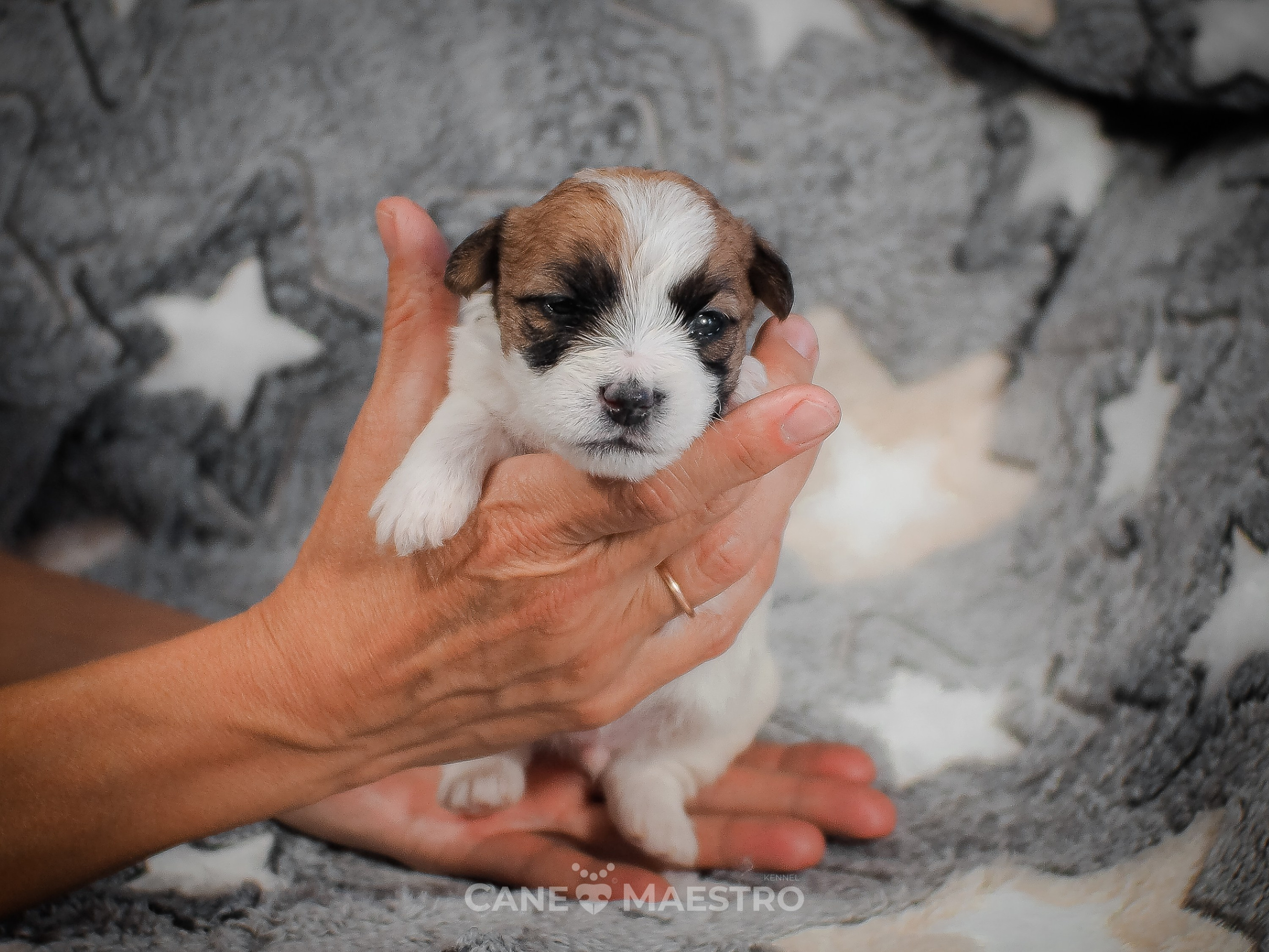КобельZ1_ДРТ_брыж_27_08_25. CANE MAESTRO — kennel Jack Russell Terrier