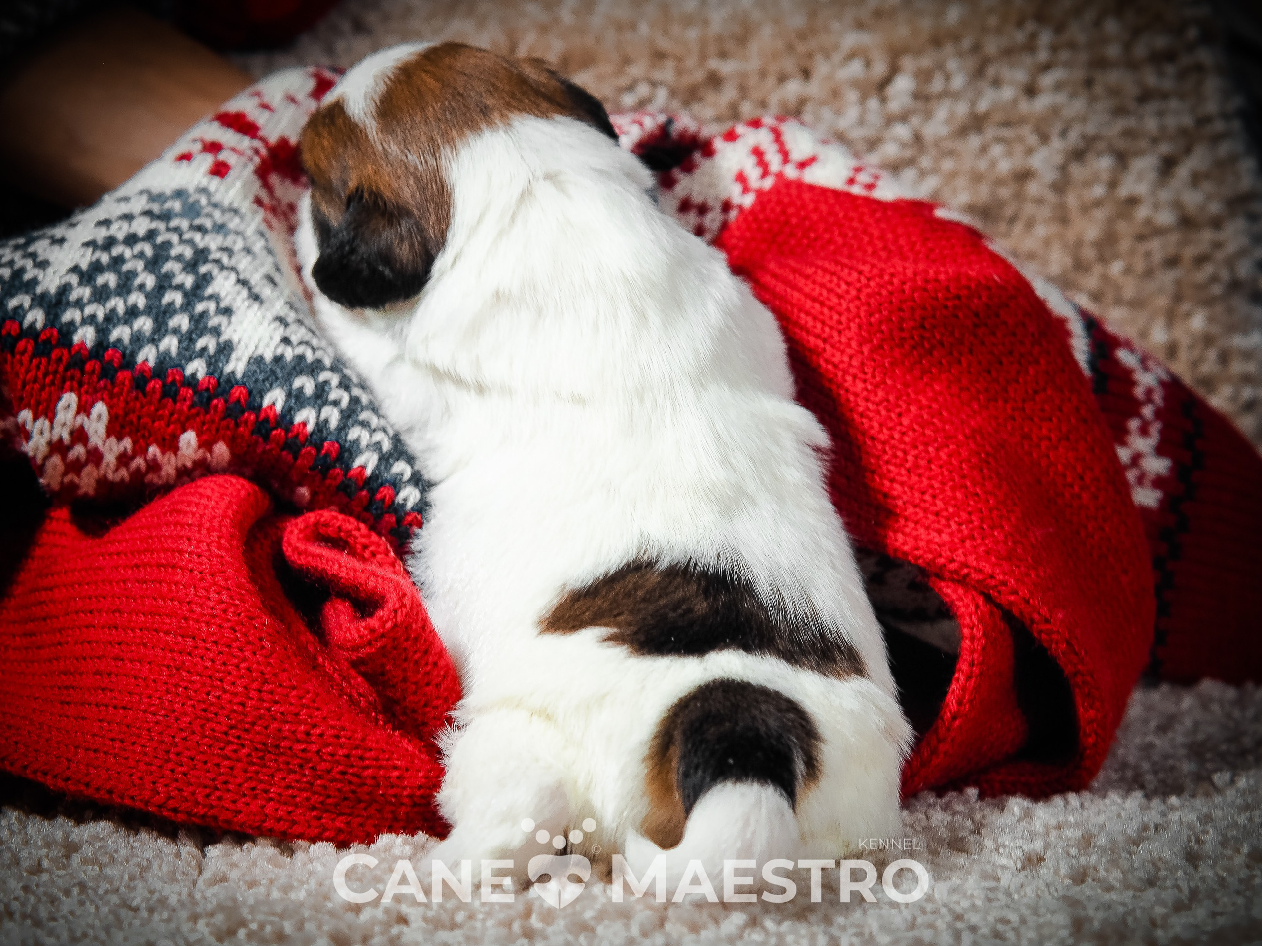 Мальчик 2. Кобель бело-рыжий. Джек рассел терьер щенок. КАНЕ МАЭСТРО — питомник Джек рассел терьеров