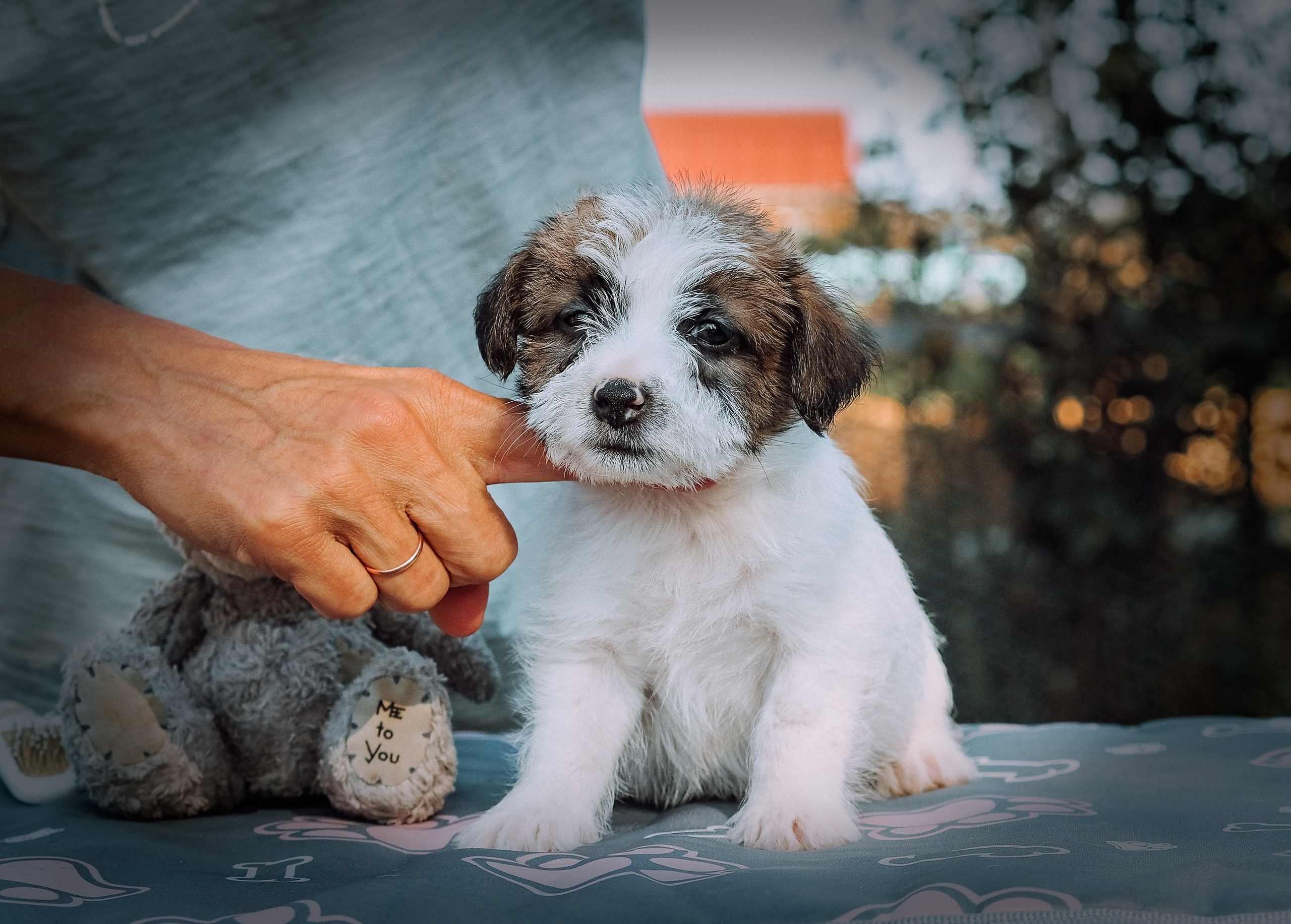 Щенок кобель ДРТ. КАНЕ МАЭСТРО — питомник Джек рассел терьеров