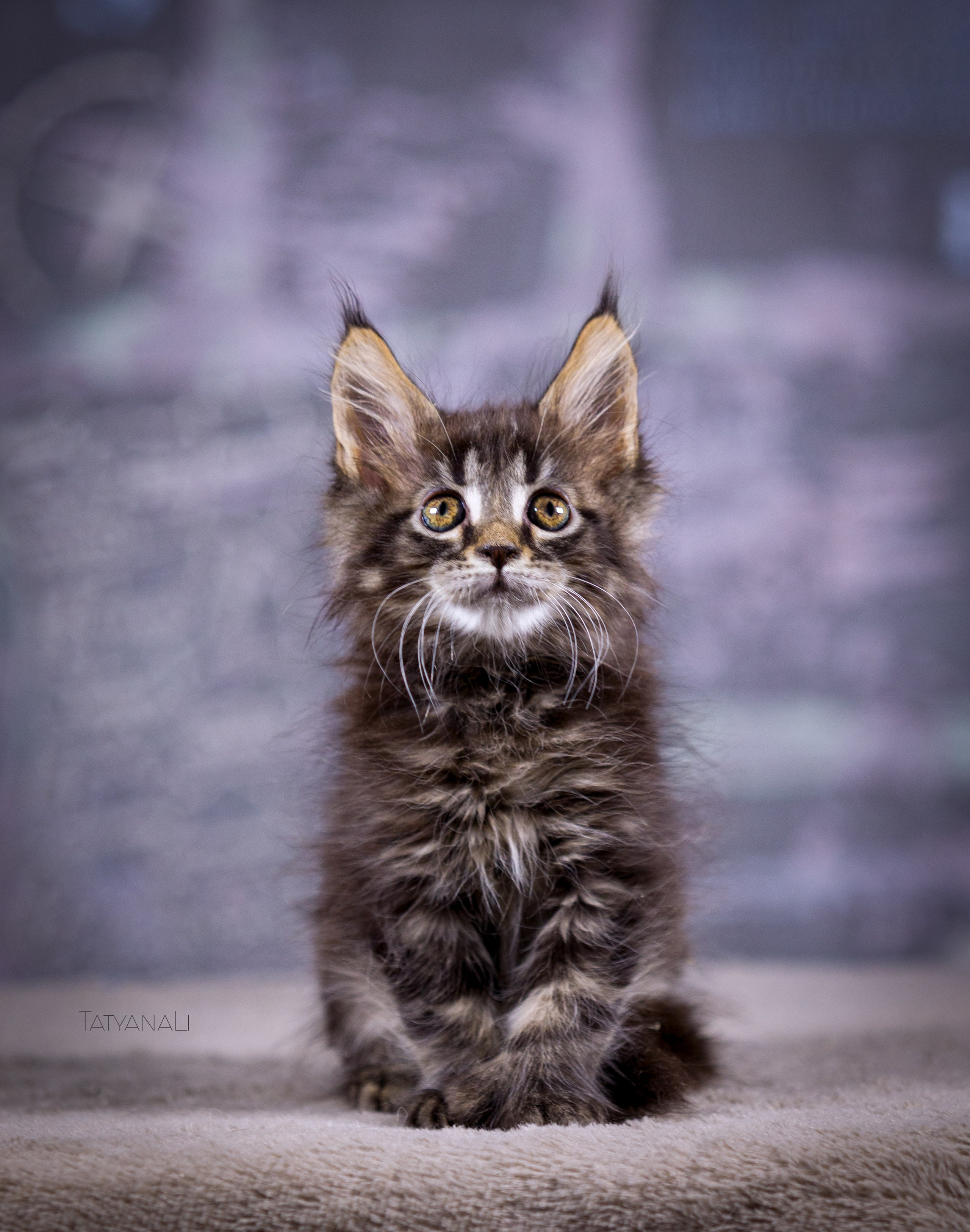 Котята. Фотограф — анималист Татьяна Ли