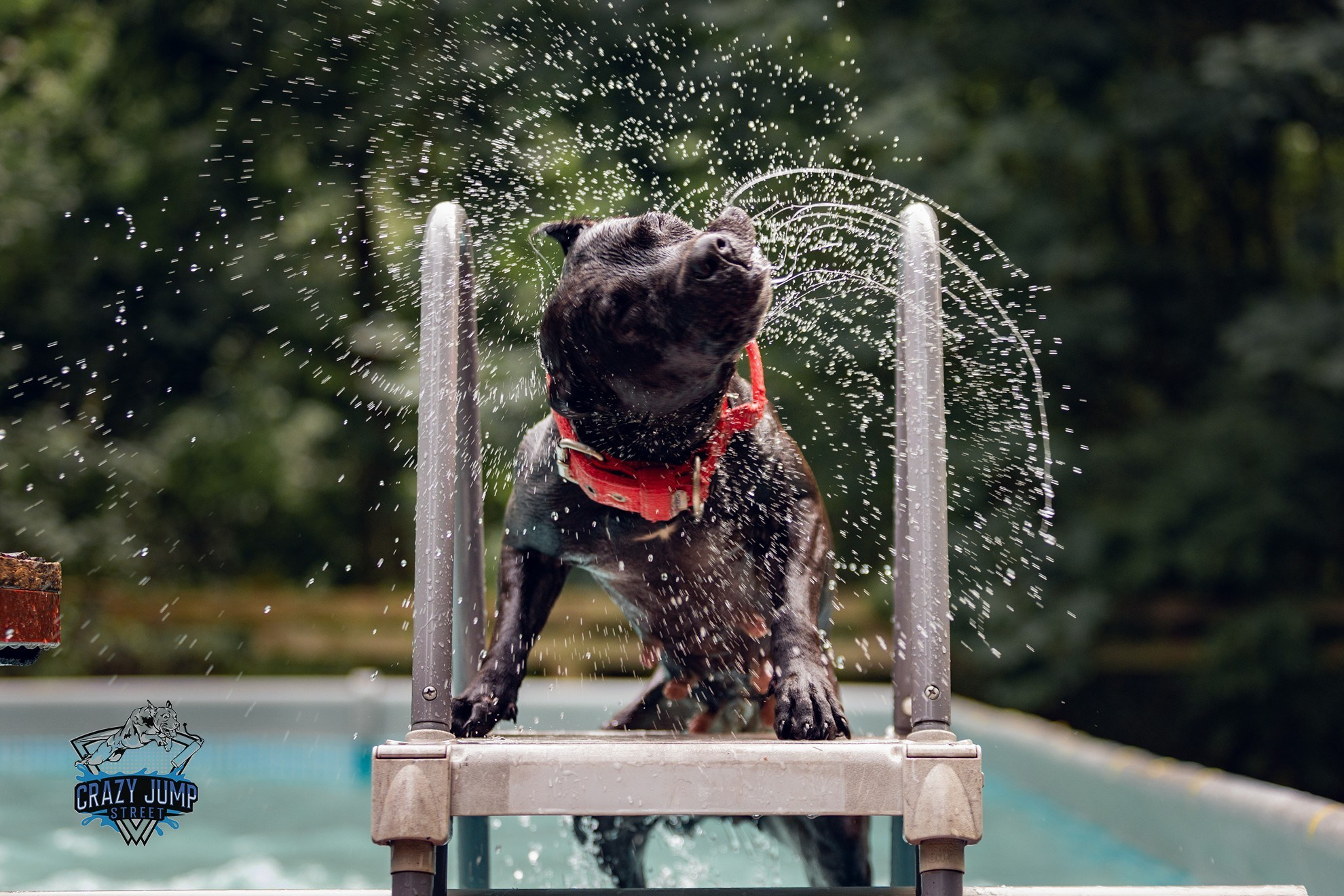 Собаки, спорт, Док дайвинг. Свадебный и репортажный фотограф в Москве и Московской области
