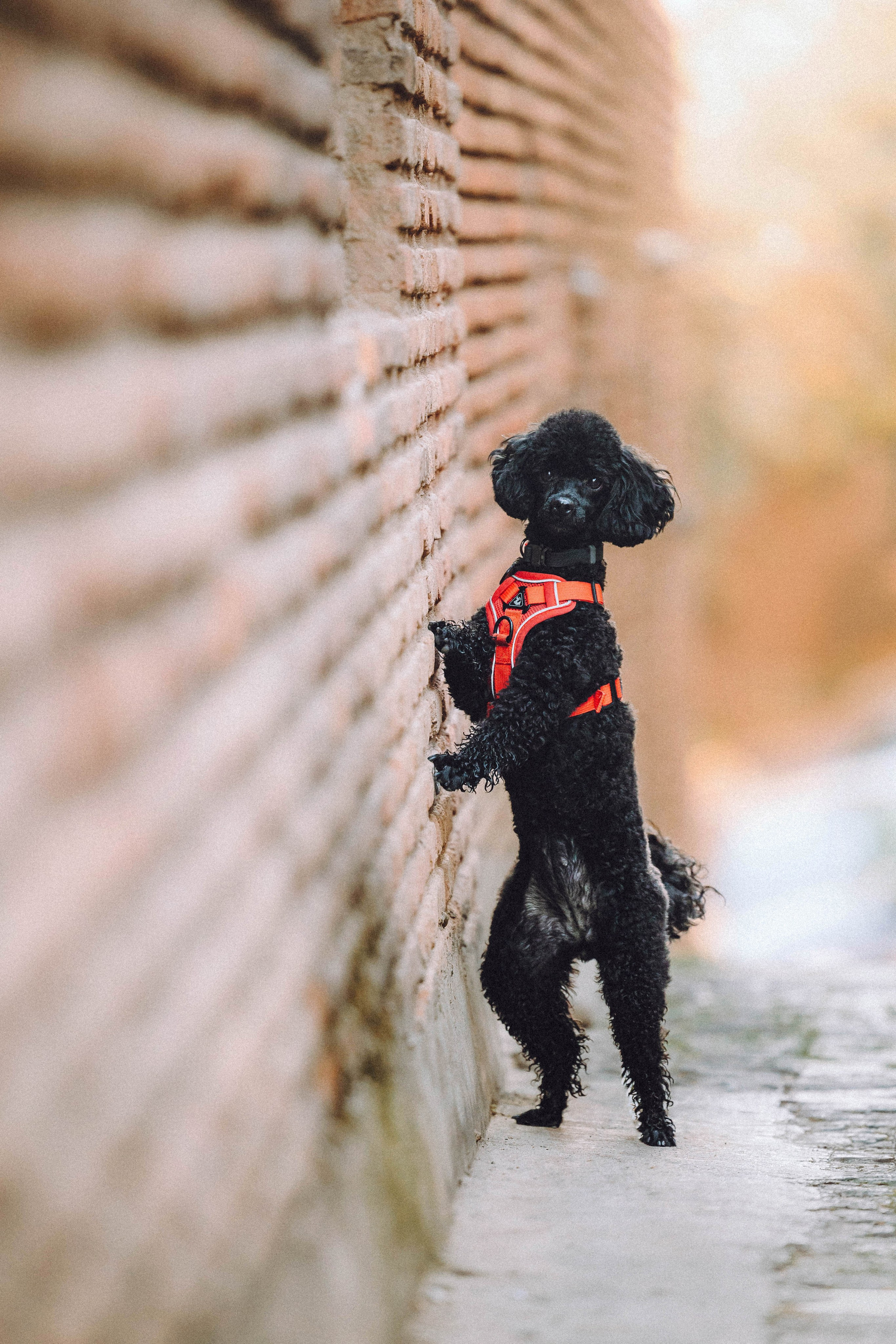 Игнат, Даша и Бэтти