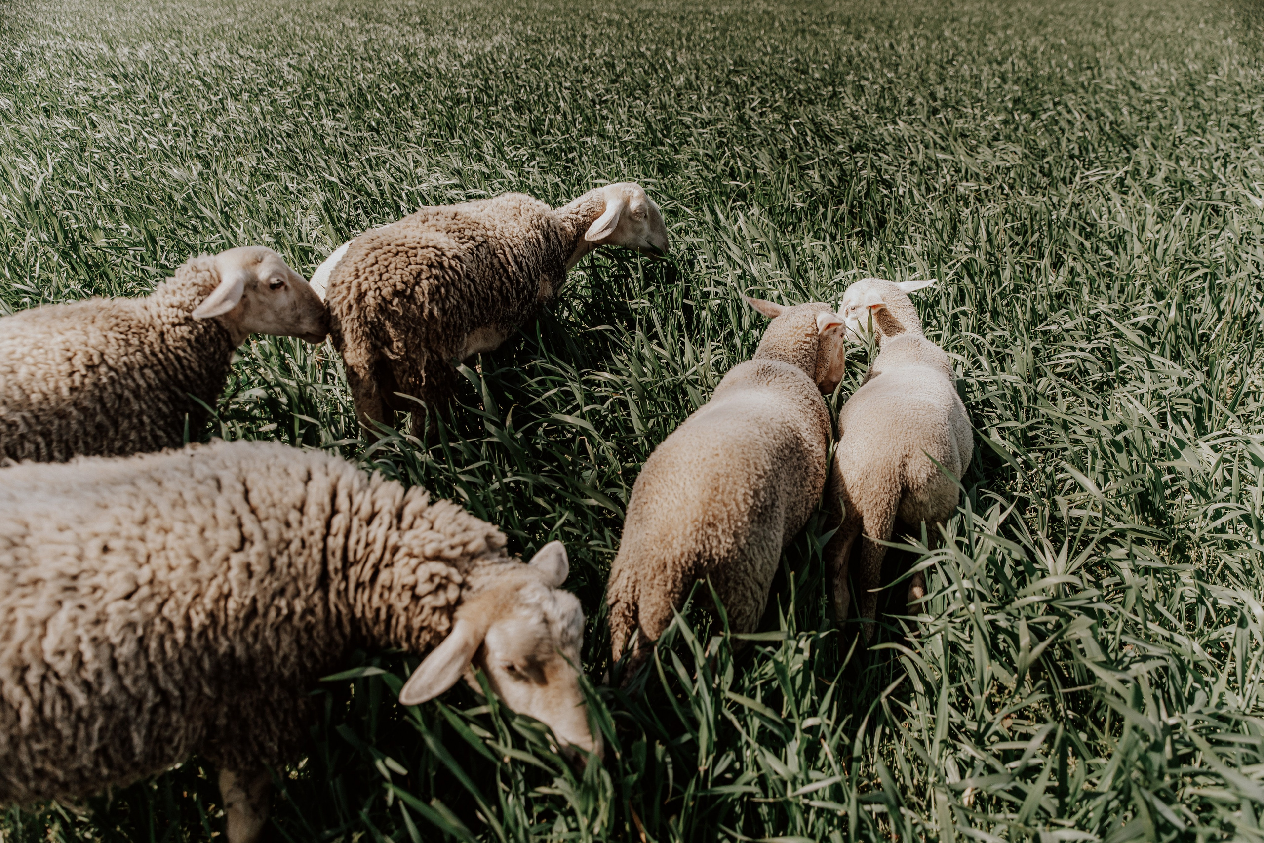 Катя. Свадебный фотограф и видеограф Когай Дмитрий и Юлия