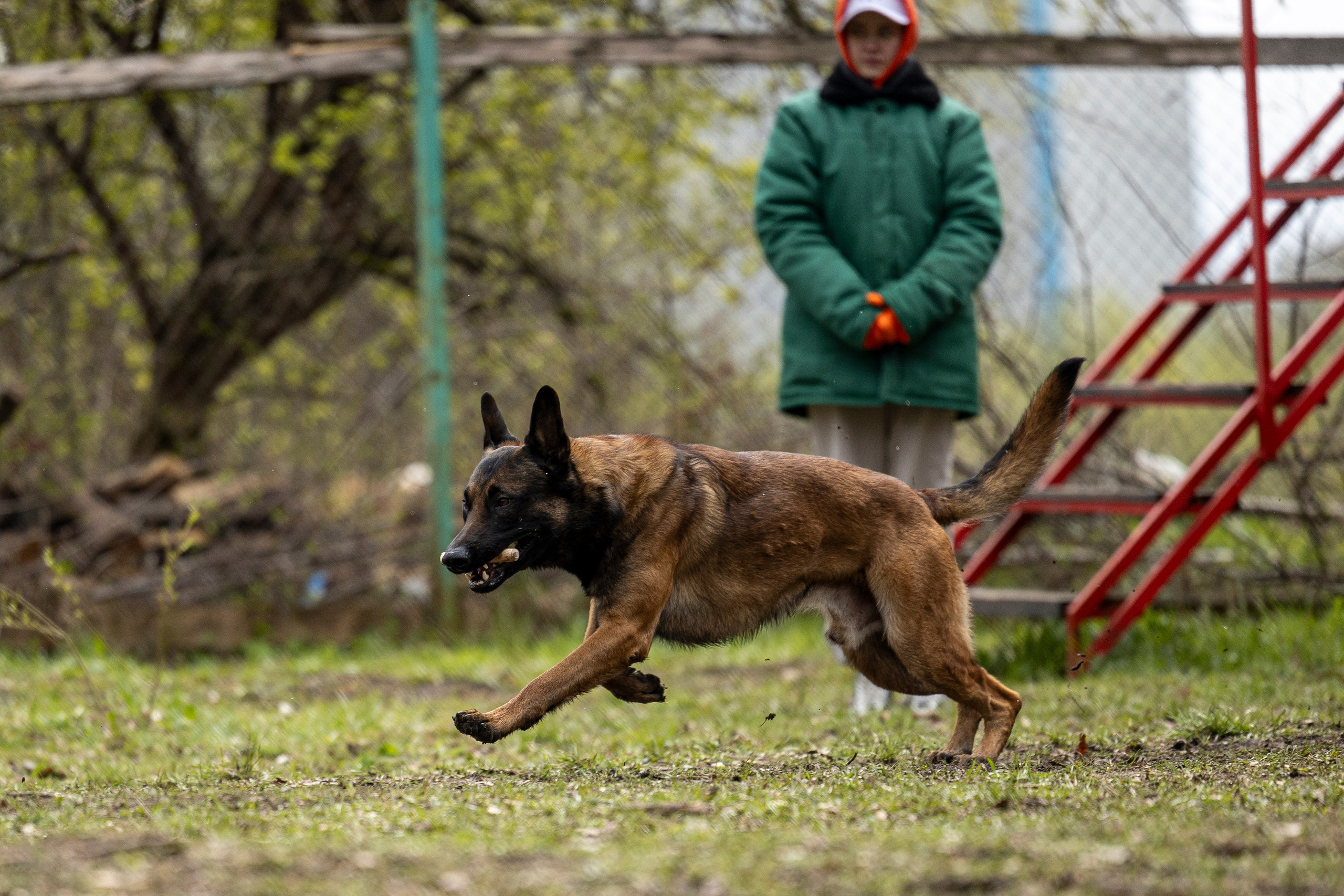 Квалификационные состязания по мондьорингу г. Вологда 11.05.24. Фотограф-анималист Анна Маринич