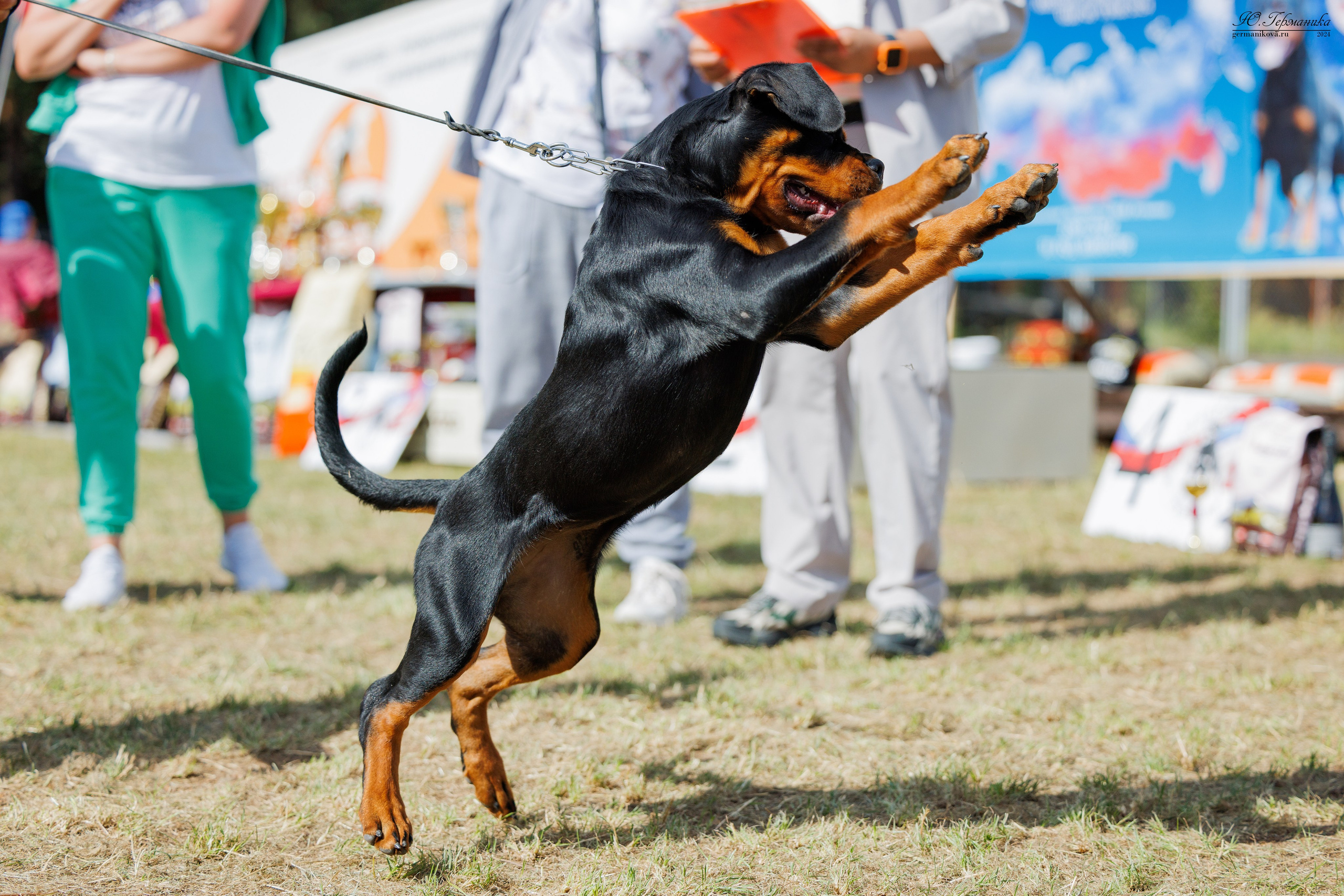 ПК и КЧК ротвейлеры Тверь 6-7.07.2024. Фотограф-анималист Юлия Германика