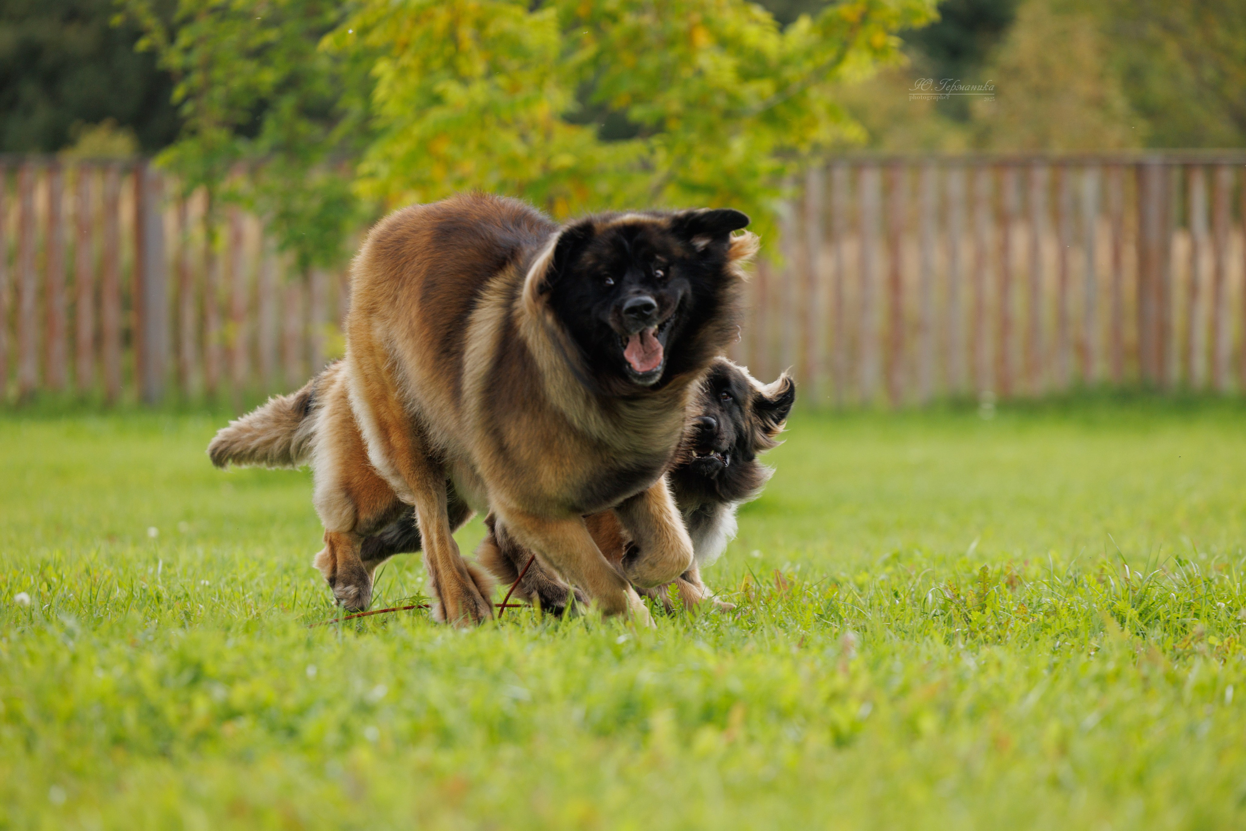 Переславль 5-7.08.2025. Фотограф-анималист Юлия Германика