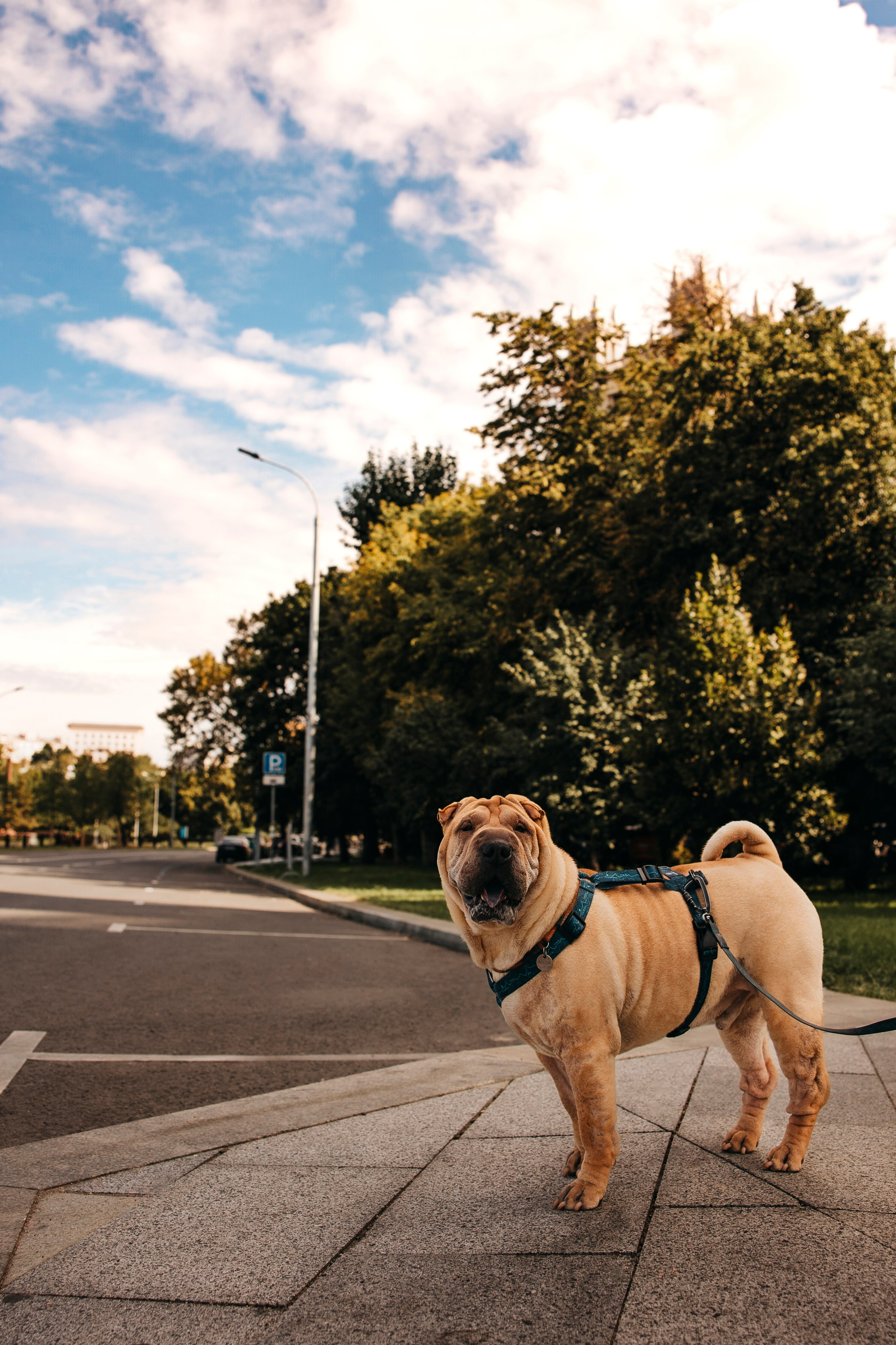 Аппа и его семья. Анастасия Белаш