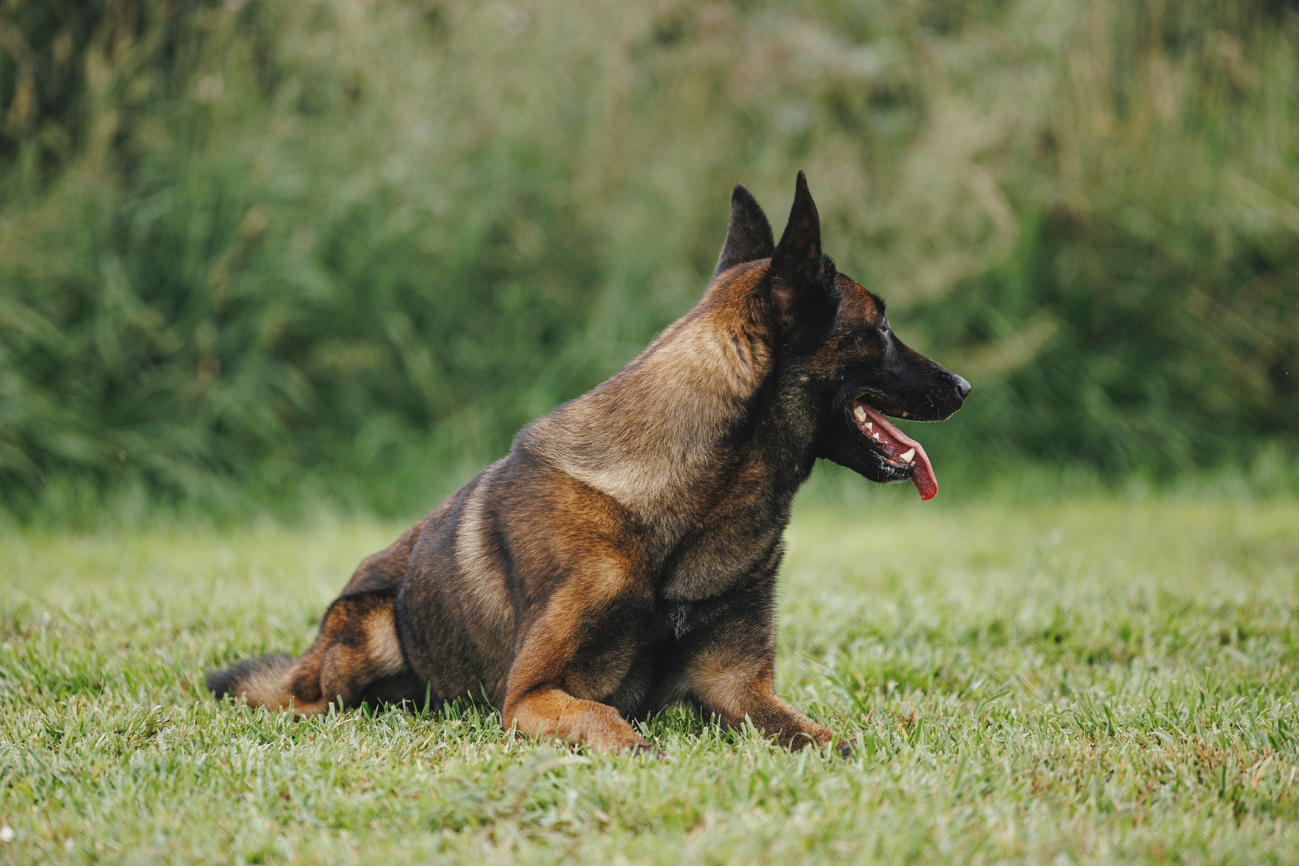 08.08.25-10.08.25 ЧР по мондьорингу г. Вологда. Фотограф-анималист Анна Маринич