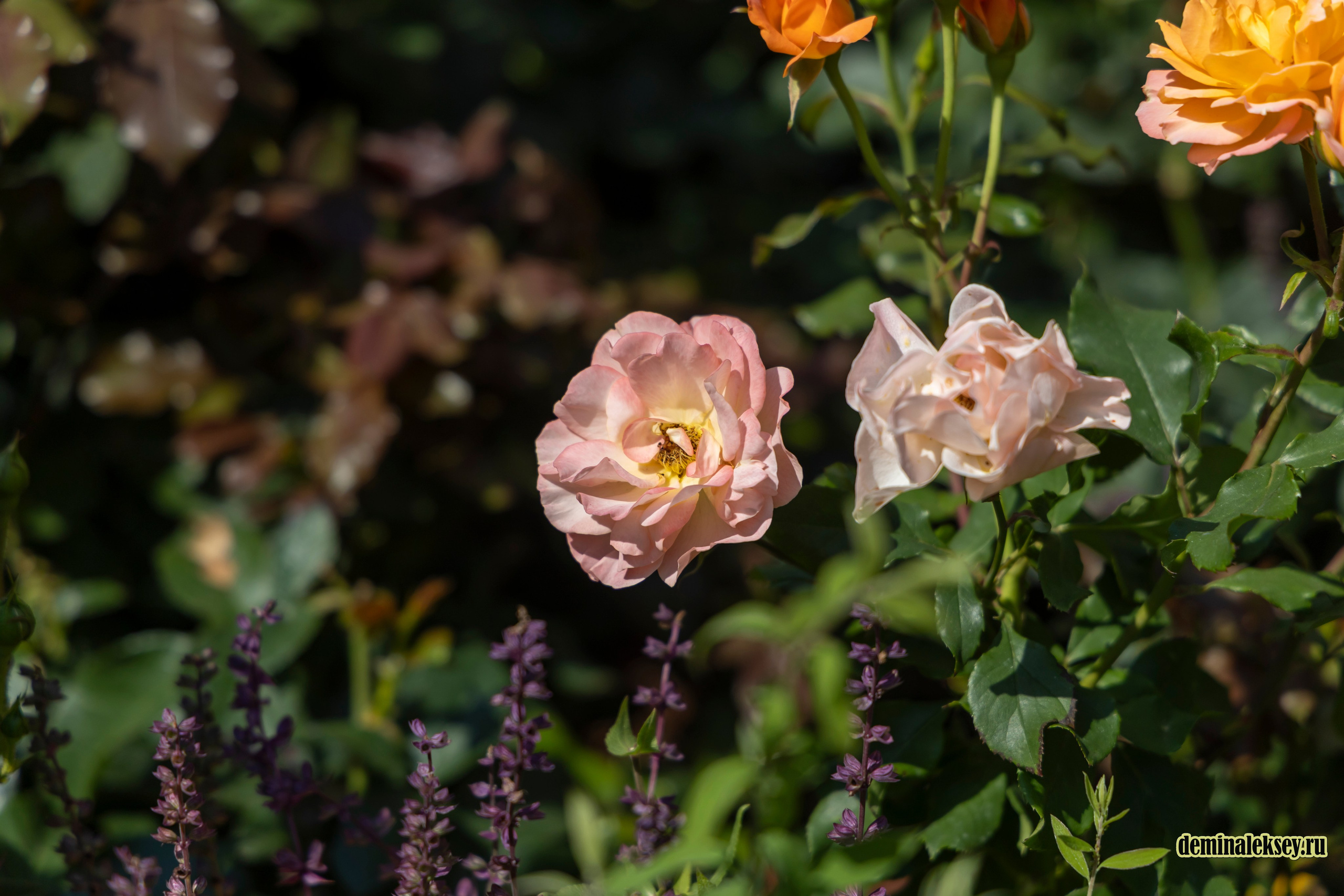 Фестиваль Дни индии на Манежной площади. Репортажный, семейный и студийный фотограф в Москве Демин Алексей