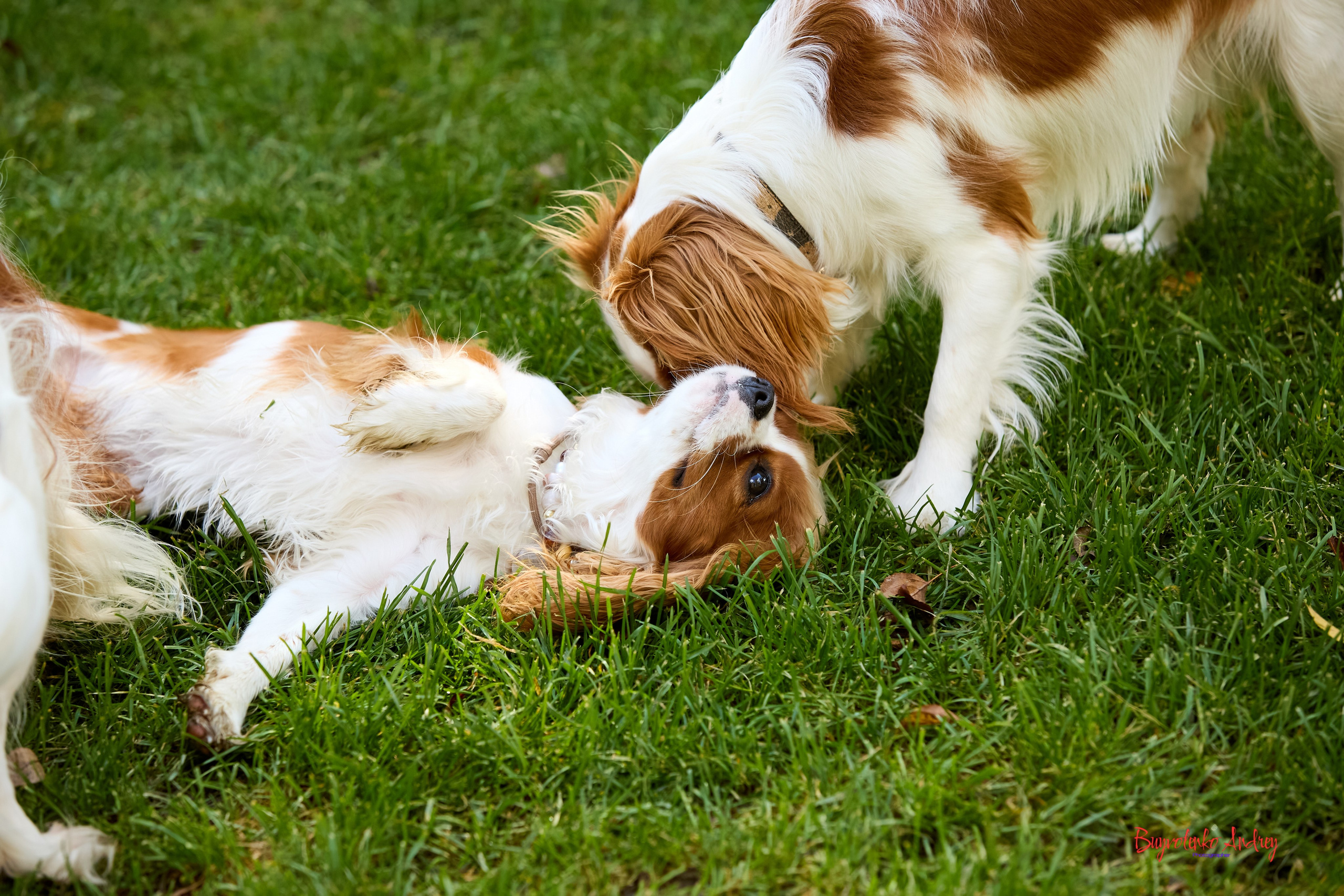 Фотопрогулка с кавалерами. Buyvolenko Andrey