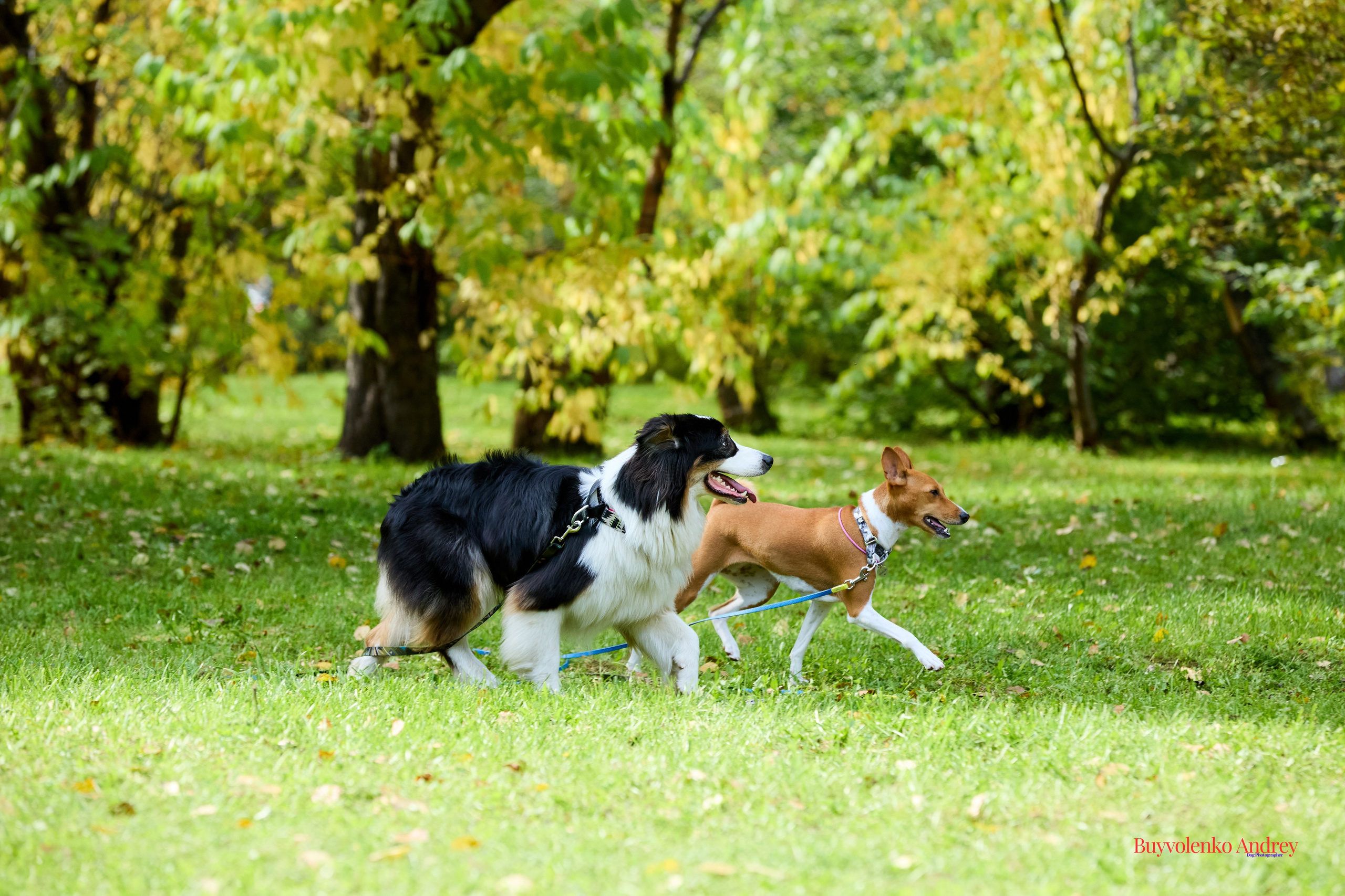 Басенджи и Аусси 21.09.2025. Buyvolenko Andrey