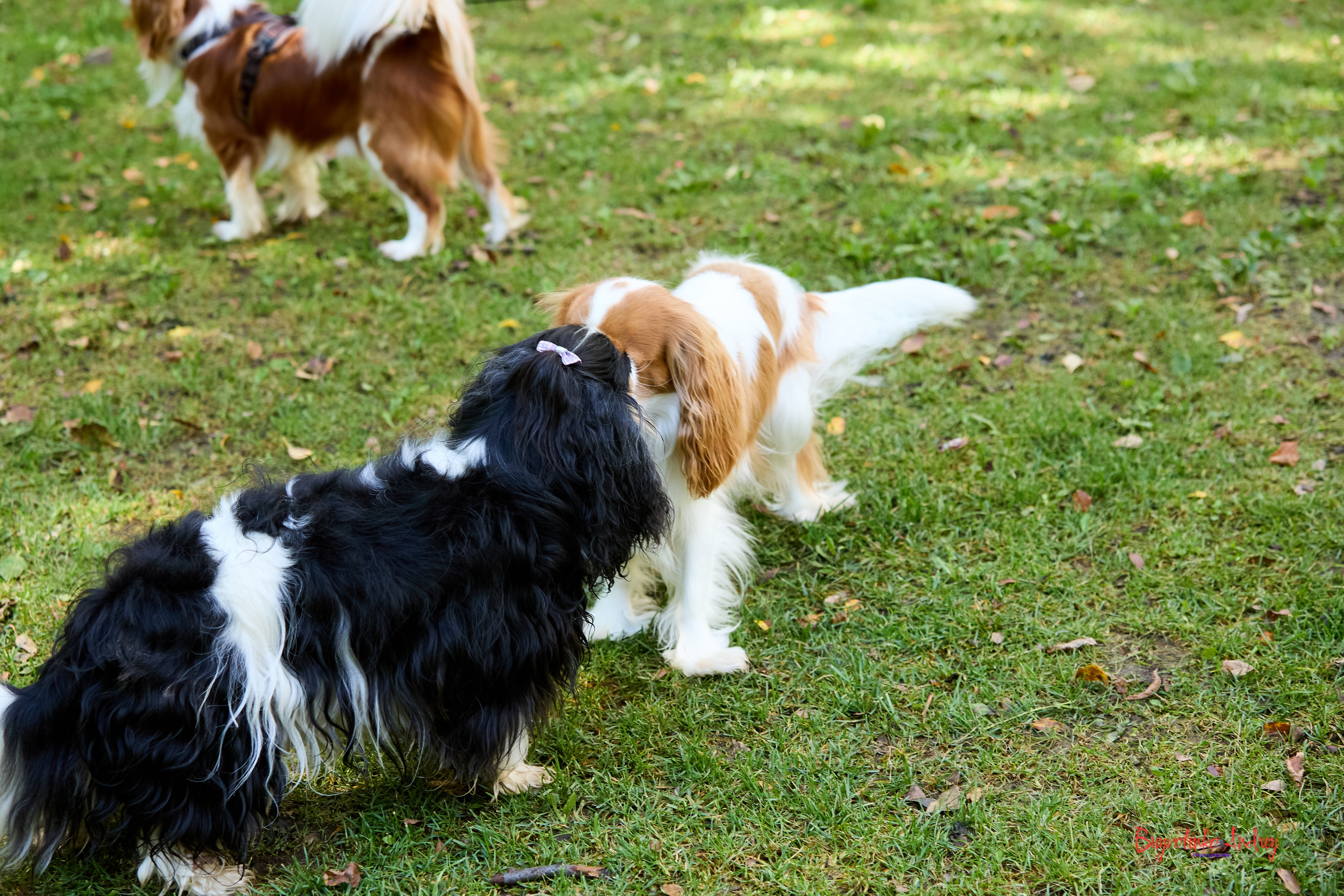 Фотопрогулка с кавалерами. Buyvolenko Andrey