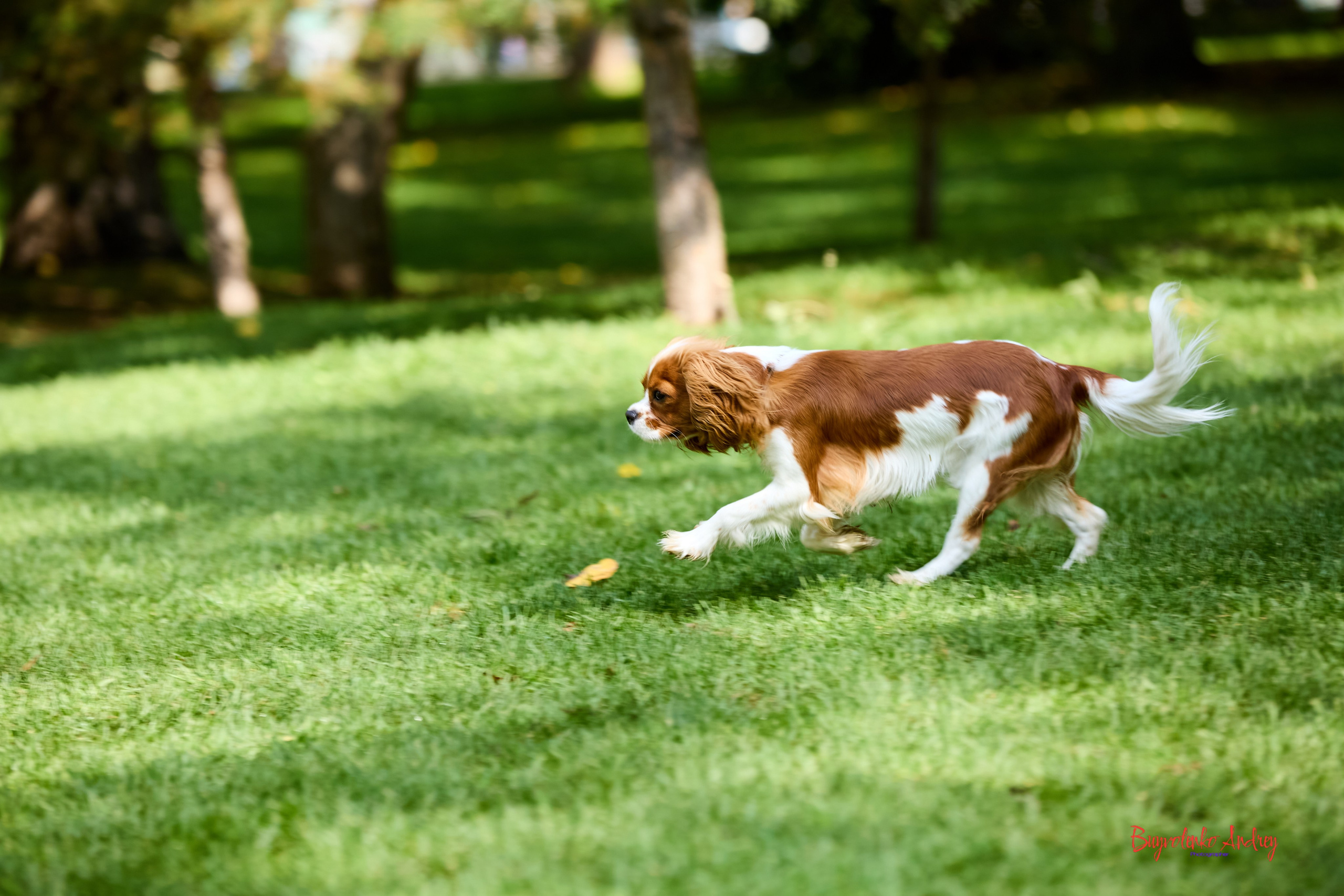 Фотопрогулка с кавалерами. Buyvolenko Andrey