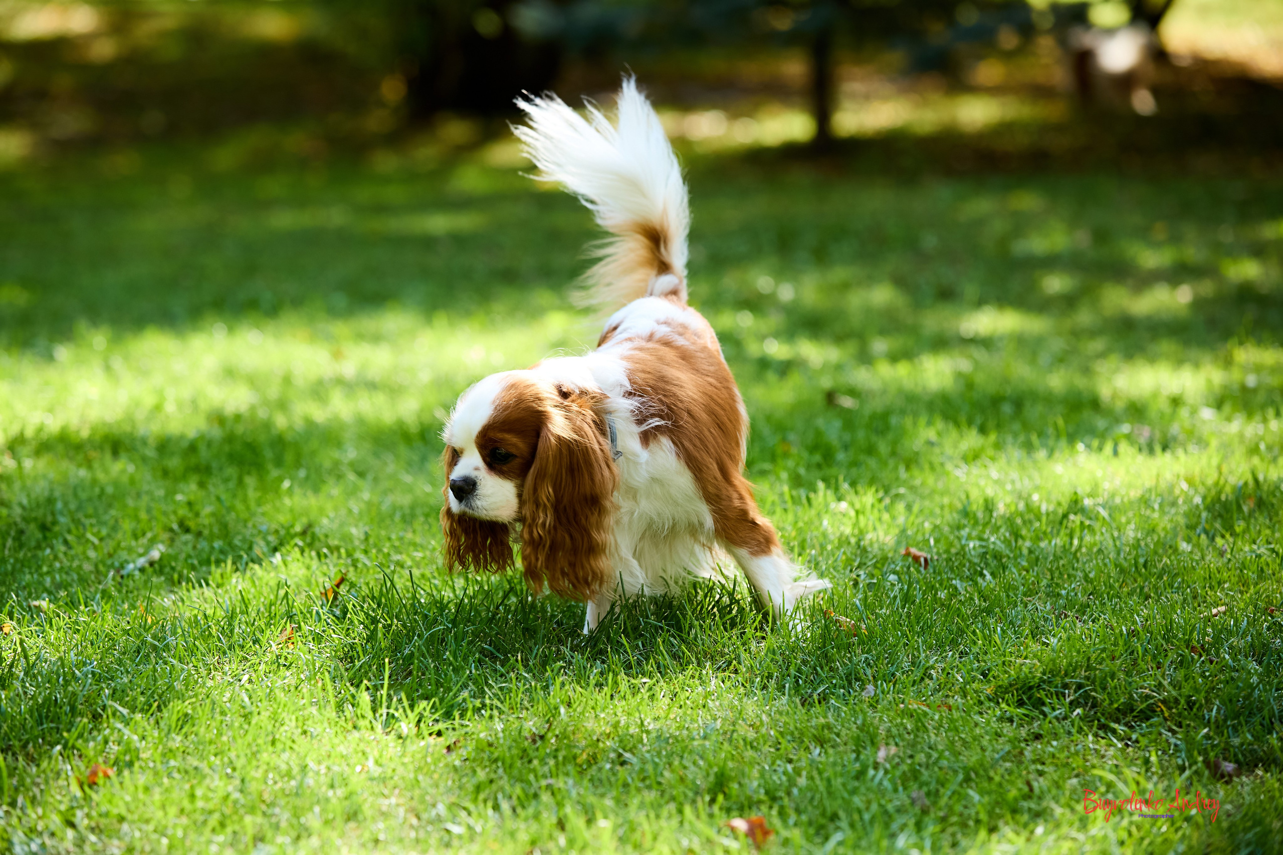 Фотопрогулка с кавалерами. Buyvolenko Andrey