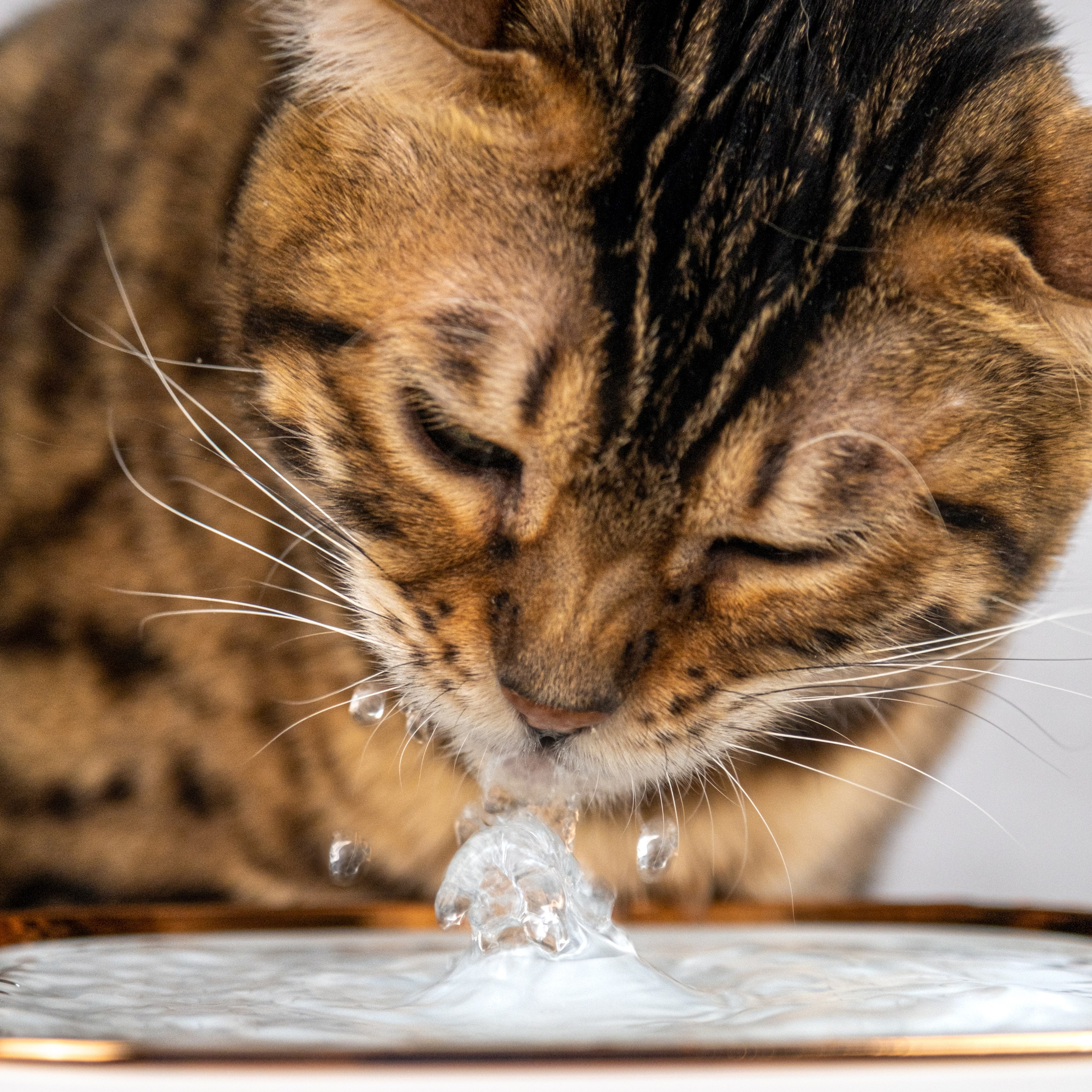 Питьевой фонтан для кошек и собак, для Нины!. Зоофотограф, фотограф животных в Москве и области Дина Дамоцева