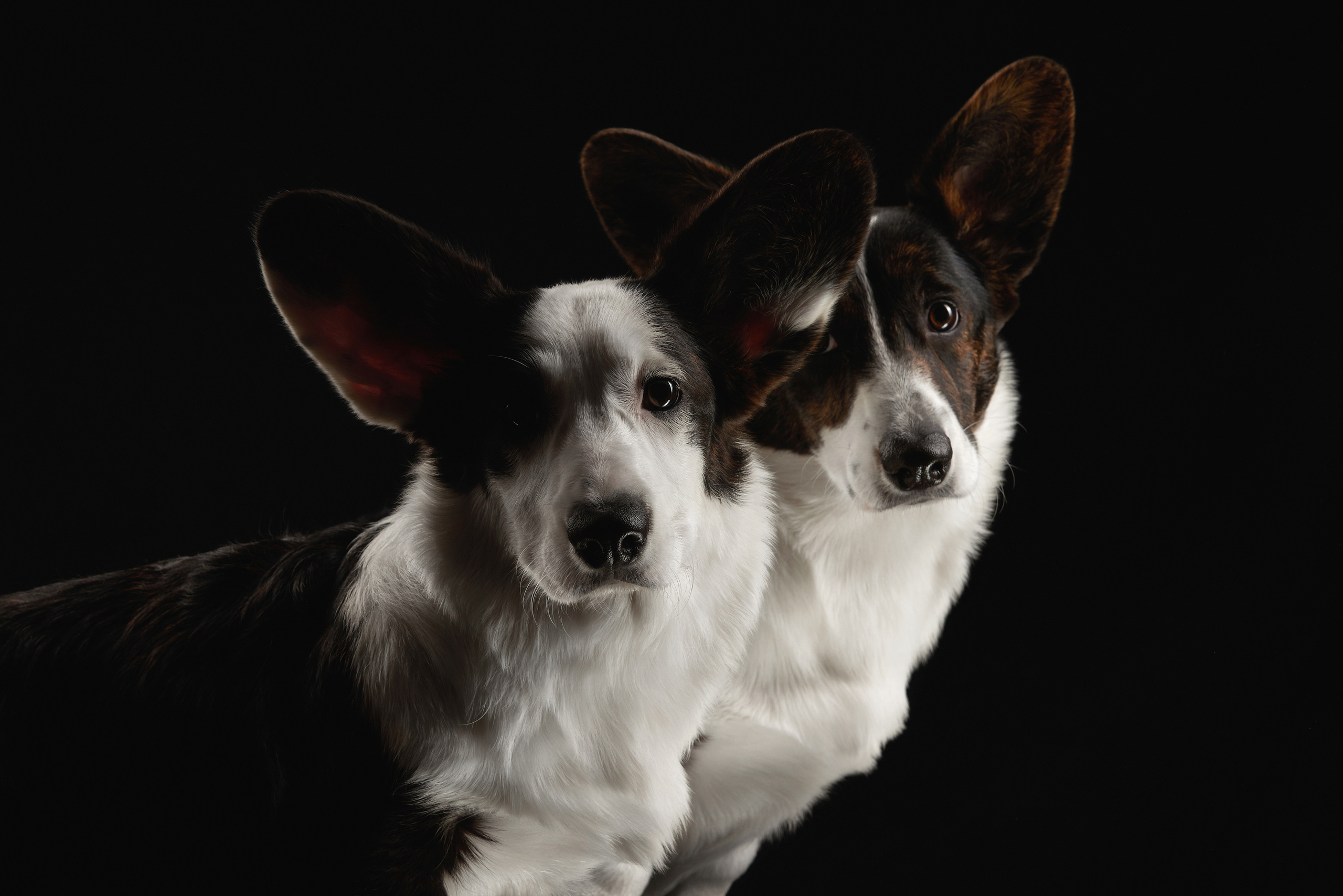 Вельш-корги кардиган питомник "Верный друг"