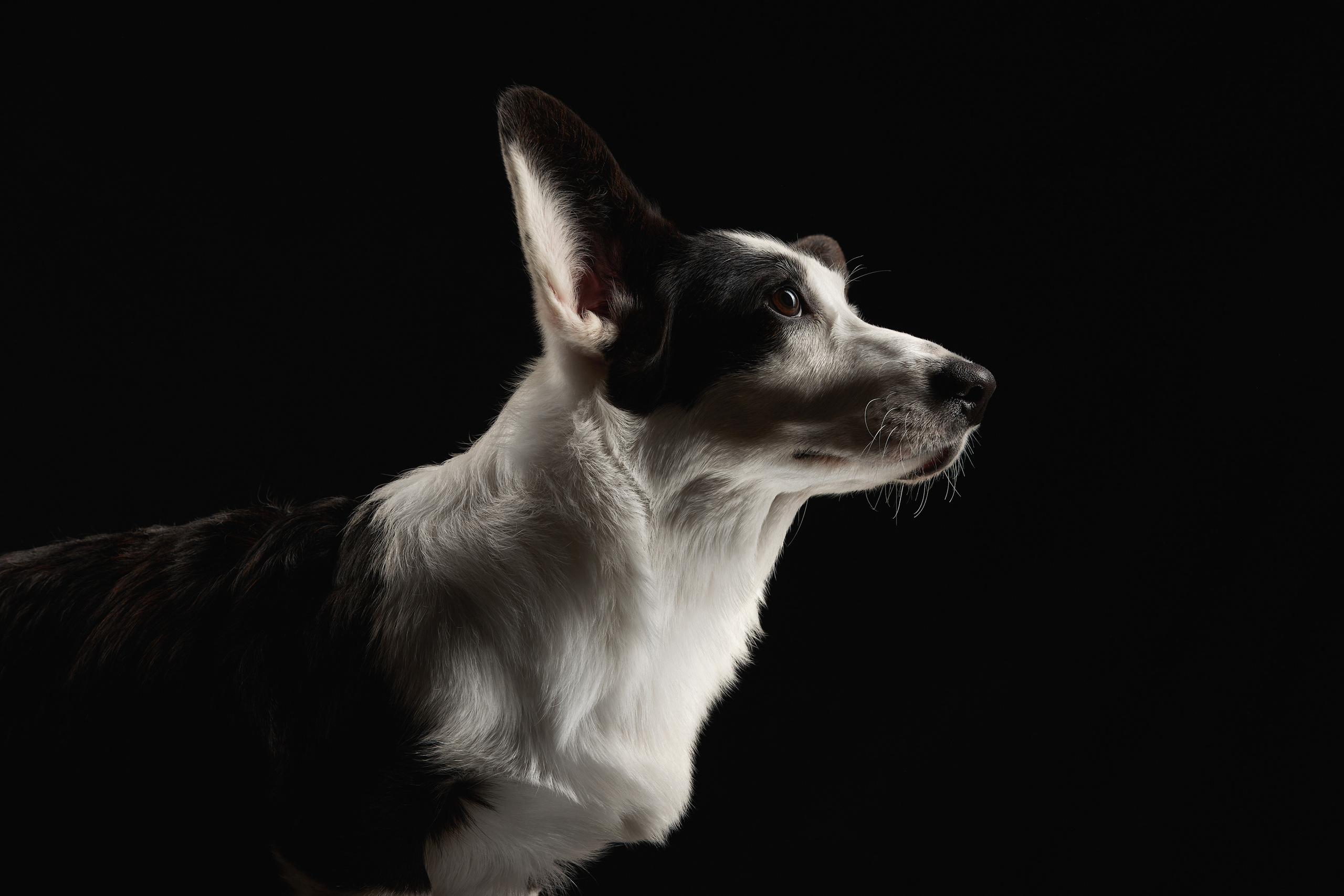 Вельш-корги кардиган питомник "Верный друг"