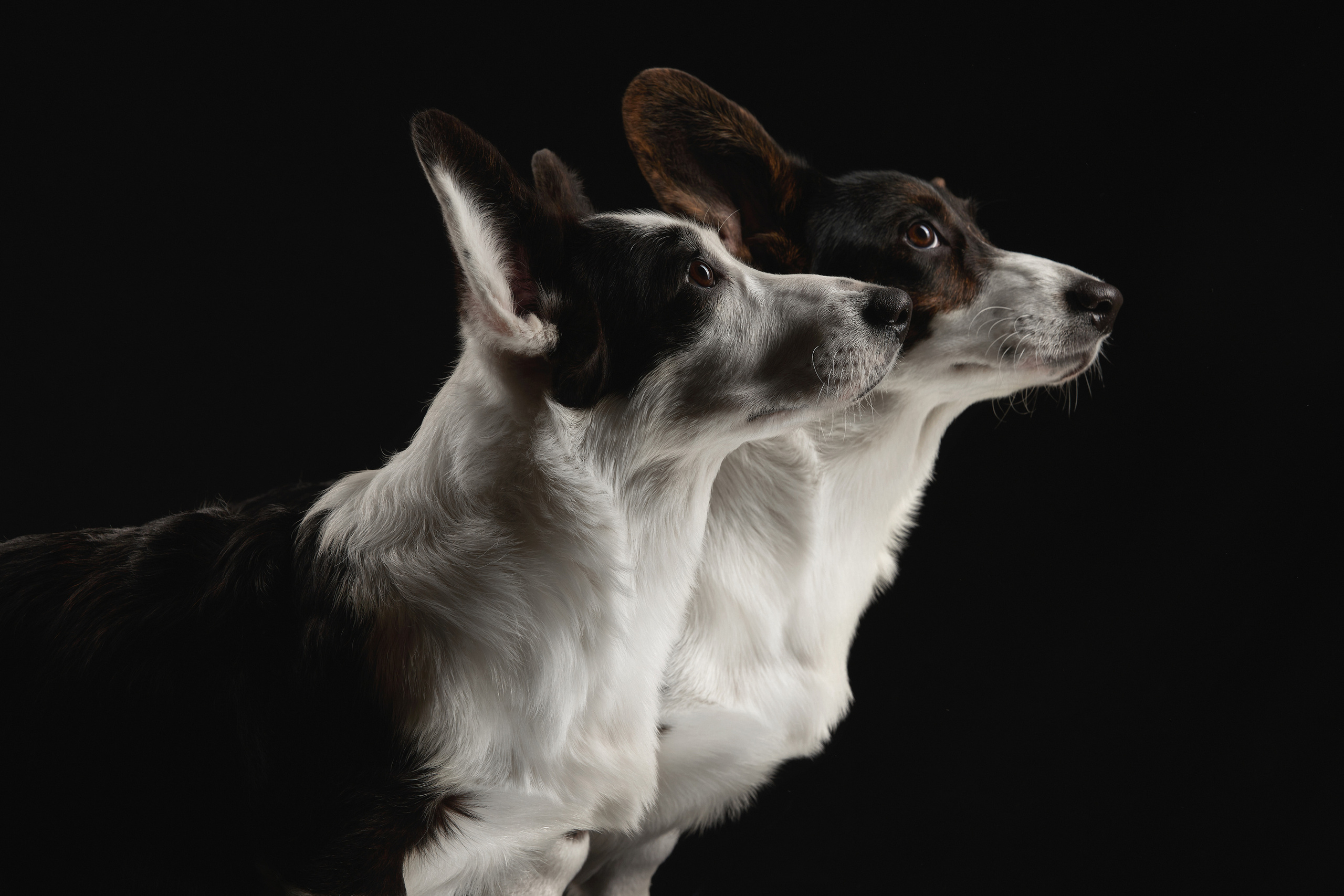 Вельш-корги кардиган питомник "Верный друг"