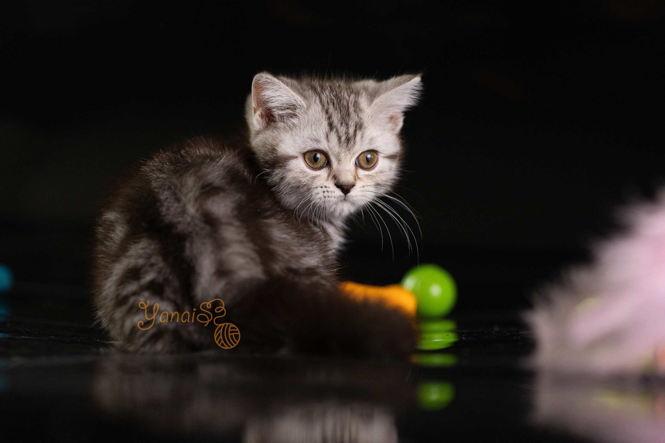 Котята. Фотограф Яна Матвеева в Ижевске