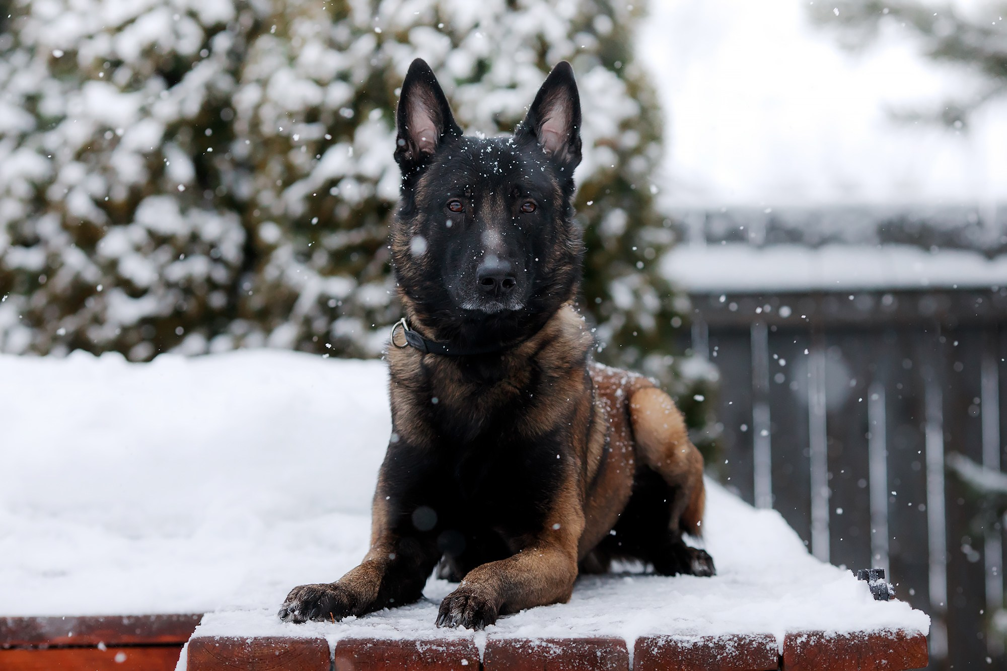 Зорро. Фотограф-анималист Mary Mart — Москва, Питер