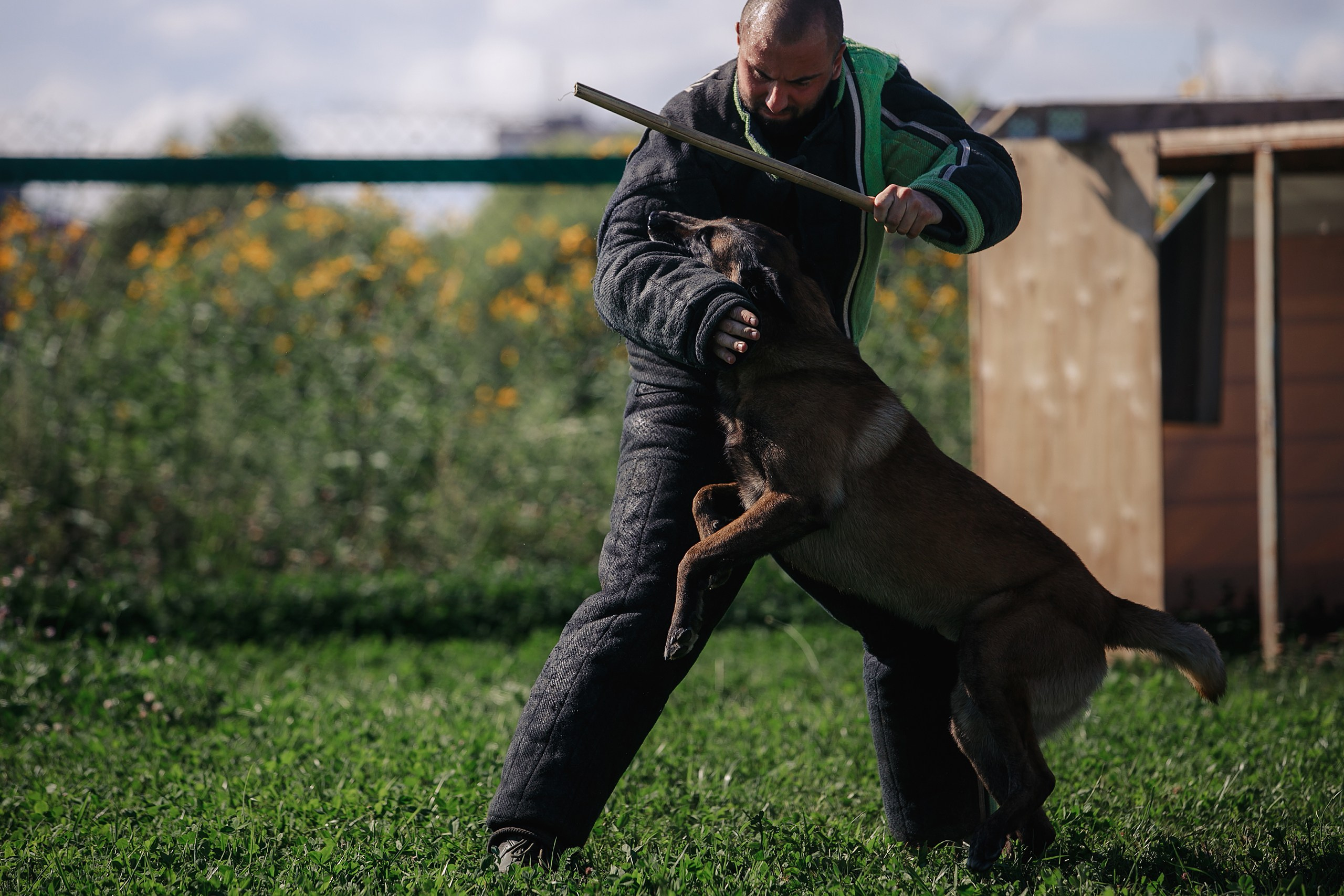 Мондьоринг М1, М2, М3, Вологда. Фотограф-анималист Mary Mart — Москва, Питер