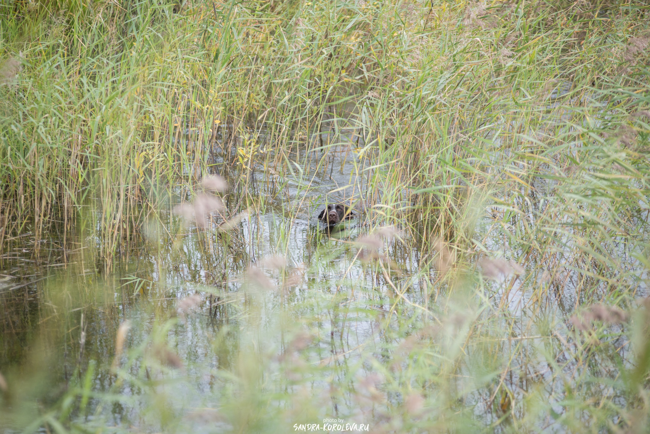 Рабочие дипломы. Главная