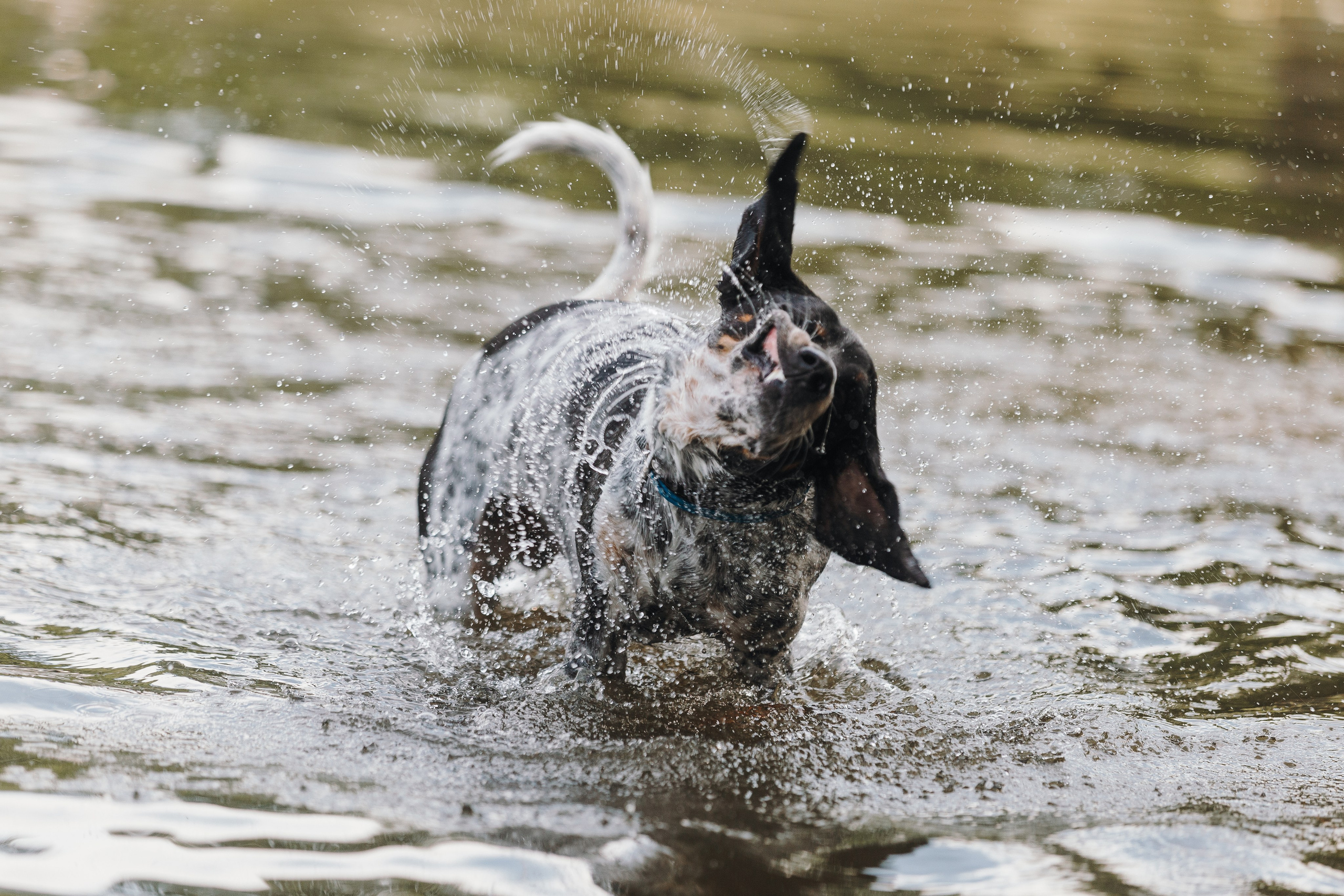 Petshop Sup day. Фотограф анималист Кристина Карпова, Москва