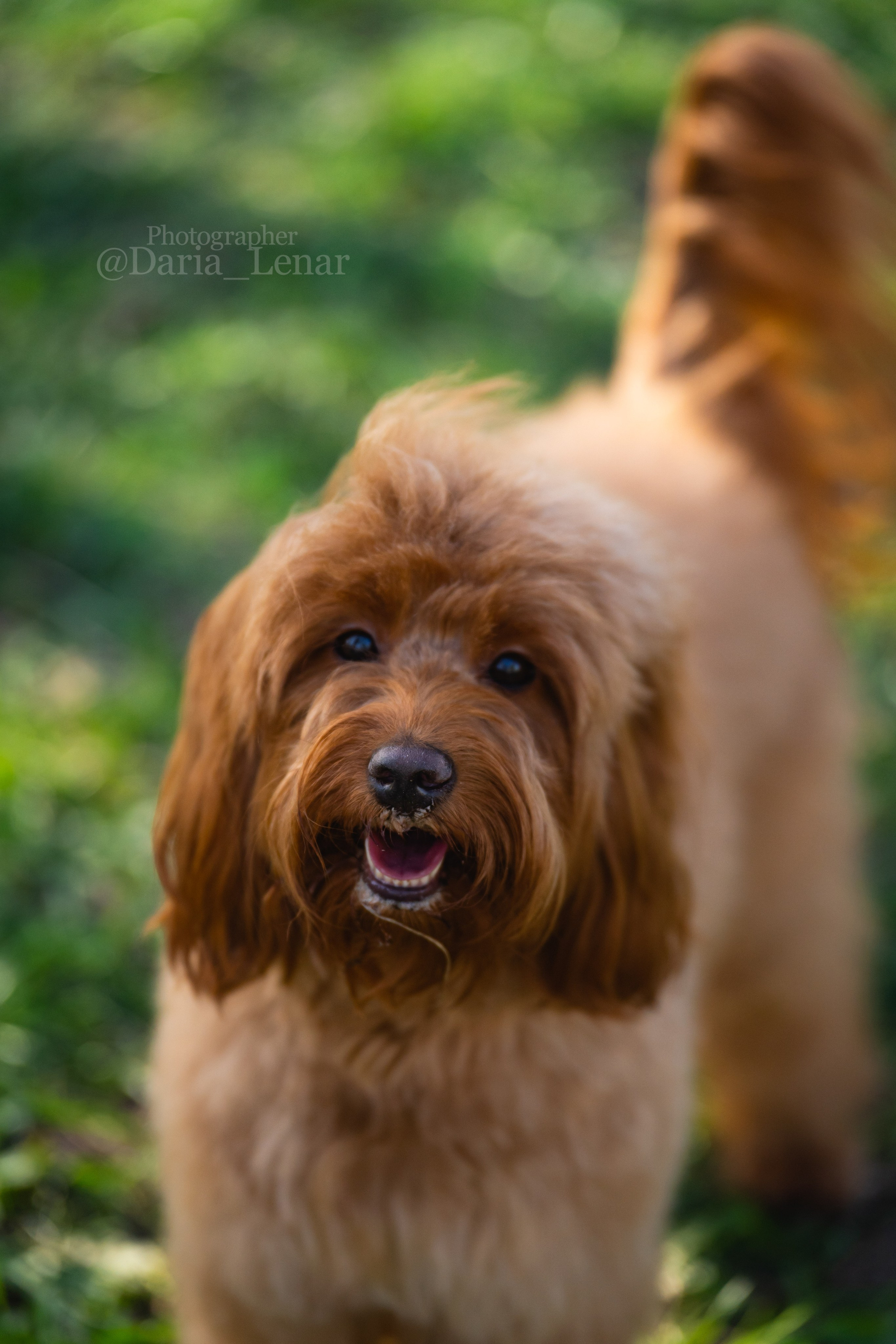 Выставки собак. Фотограф в Москве Ленарская Дарья