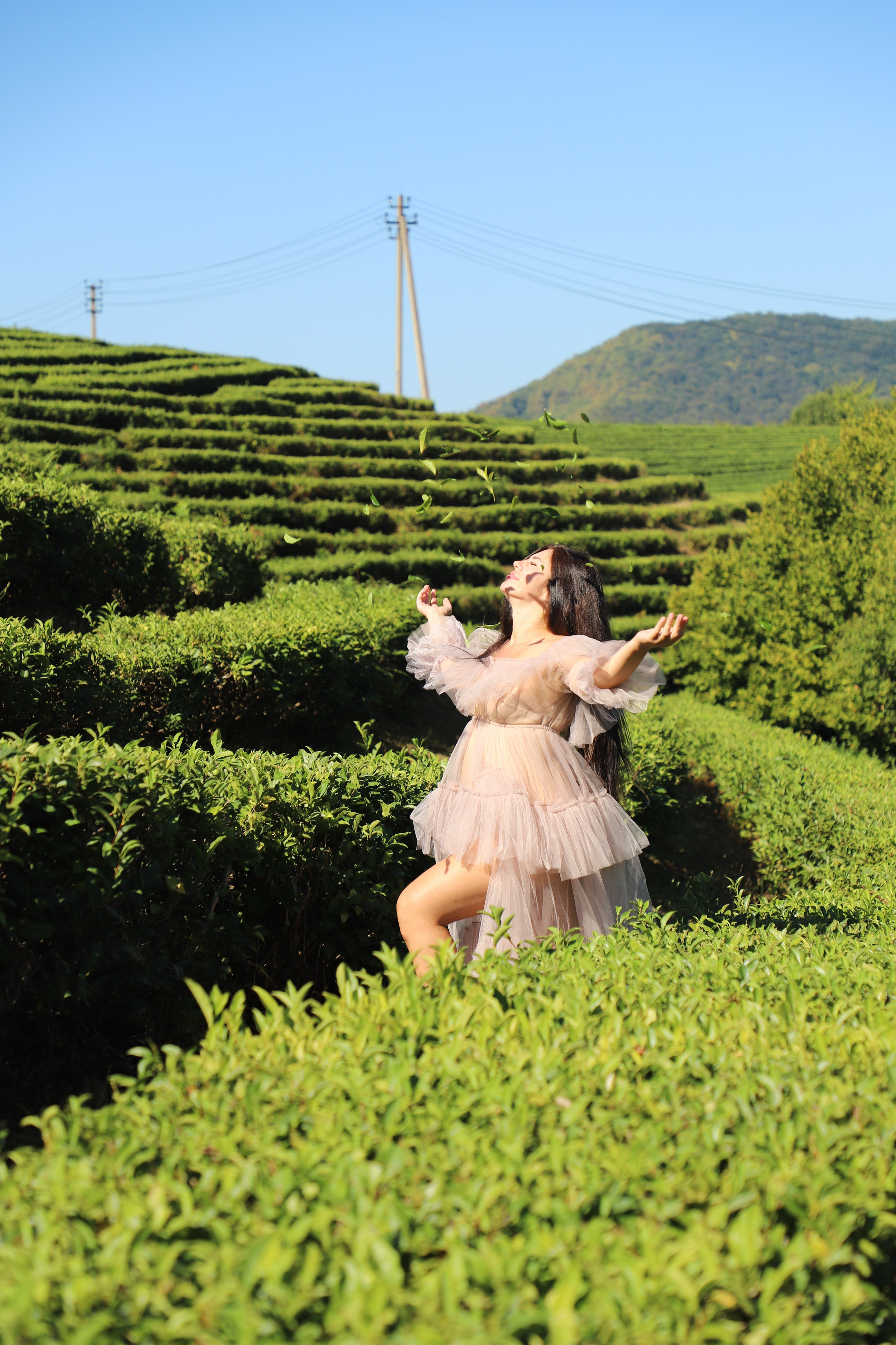 Беремняшка Мацеста чайные плантации 27.08. Главная