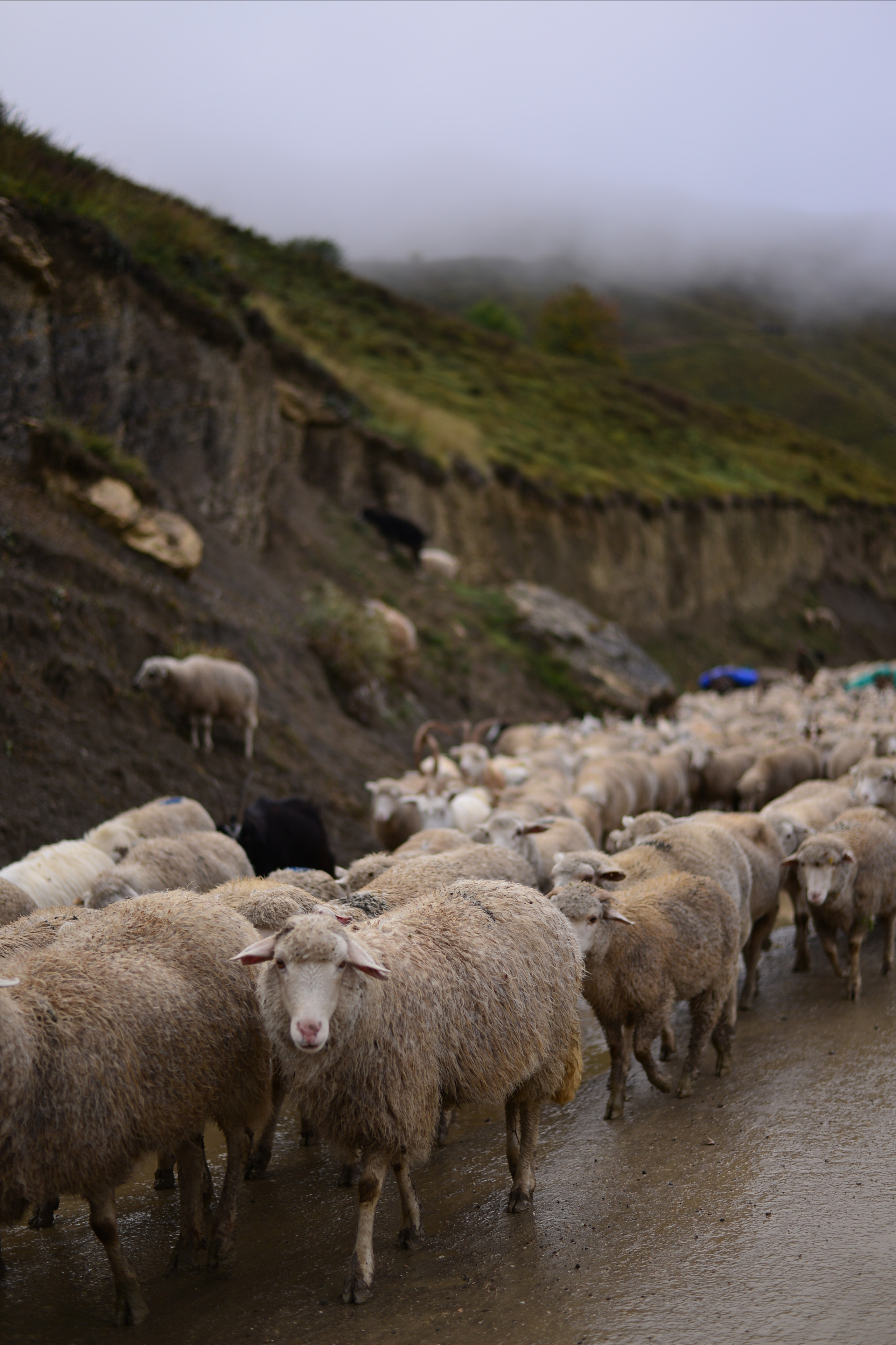 Дагестан. Abakumova Viktoria