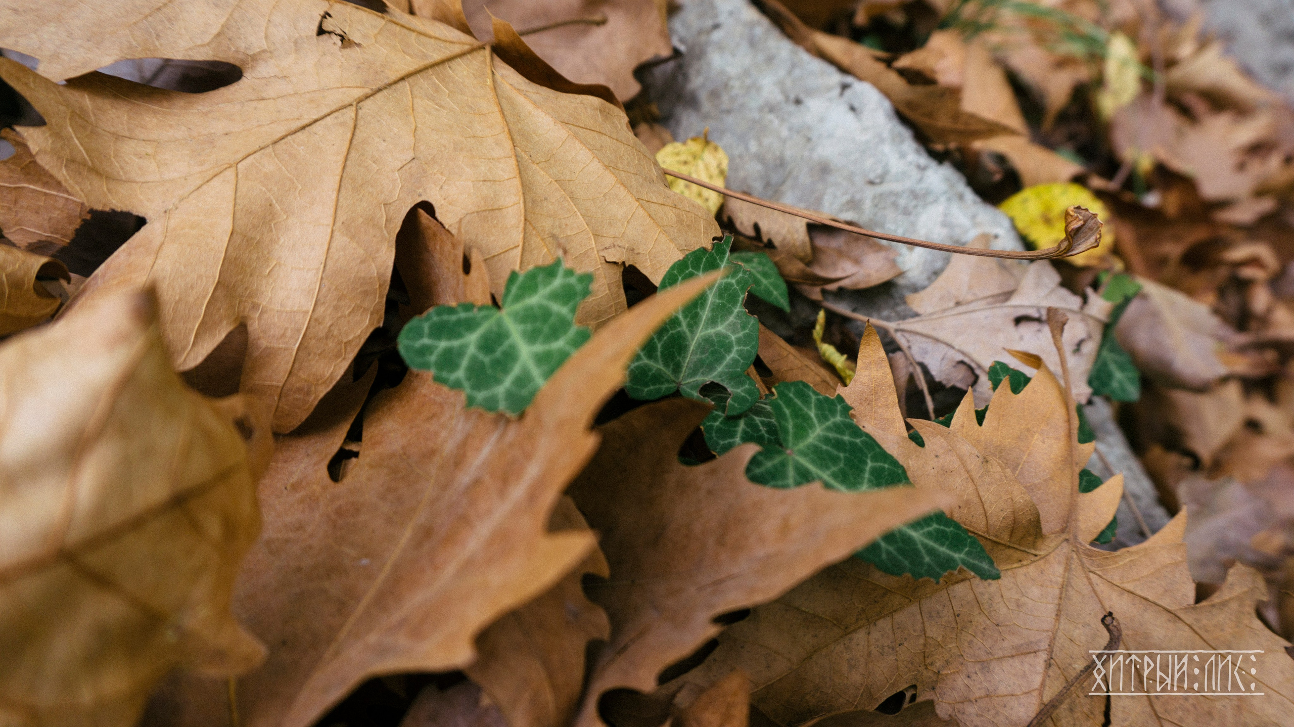 Турция. Ликийский путь. Фотограф-путешественник Самойлов Максим «Sly Fox»