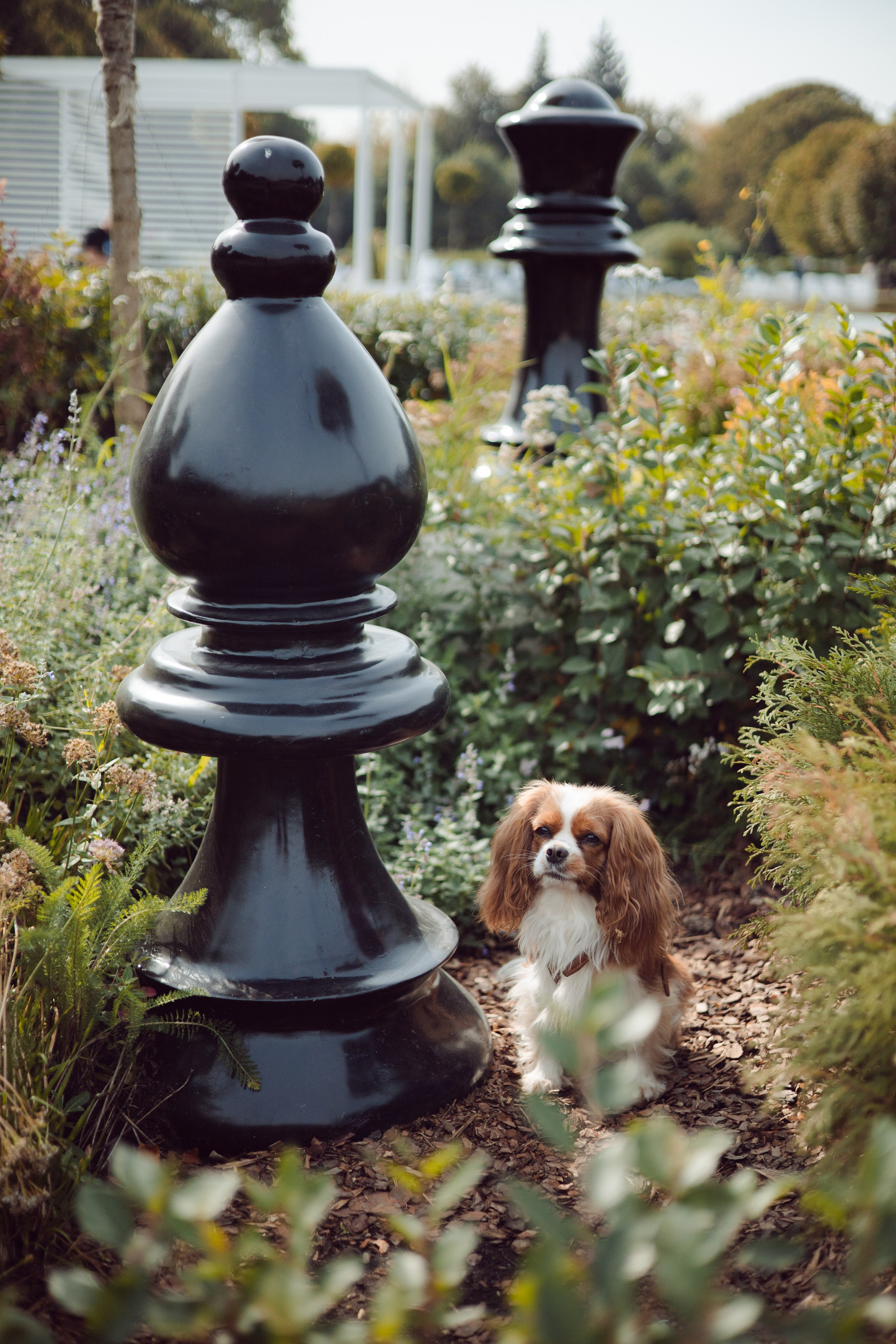 Элли. Художник и Фотограф Тимохина Юлия