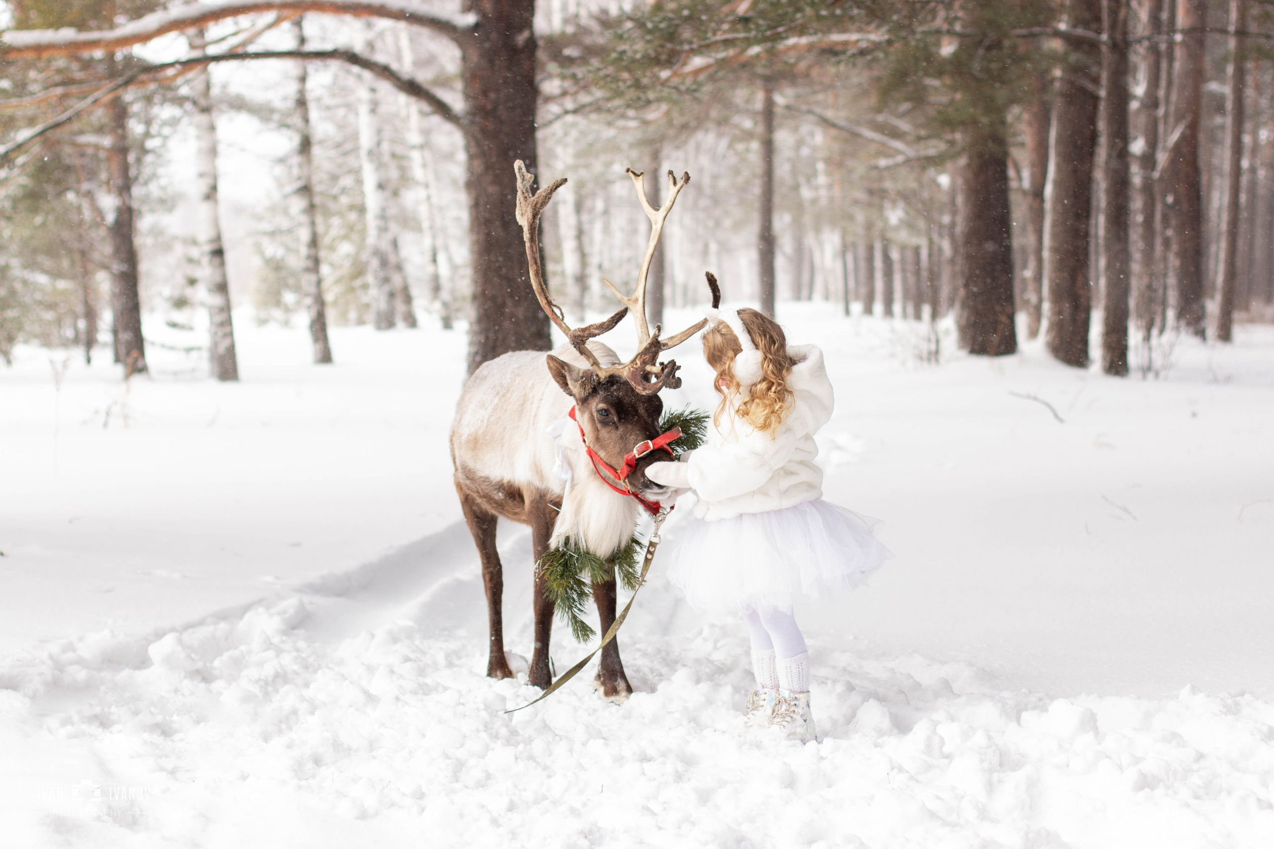 Воркшоп с северным оленем. Свадебный и семейный фотограф в Новокузнецке Иван Иванов