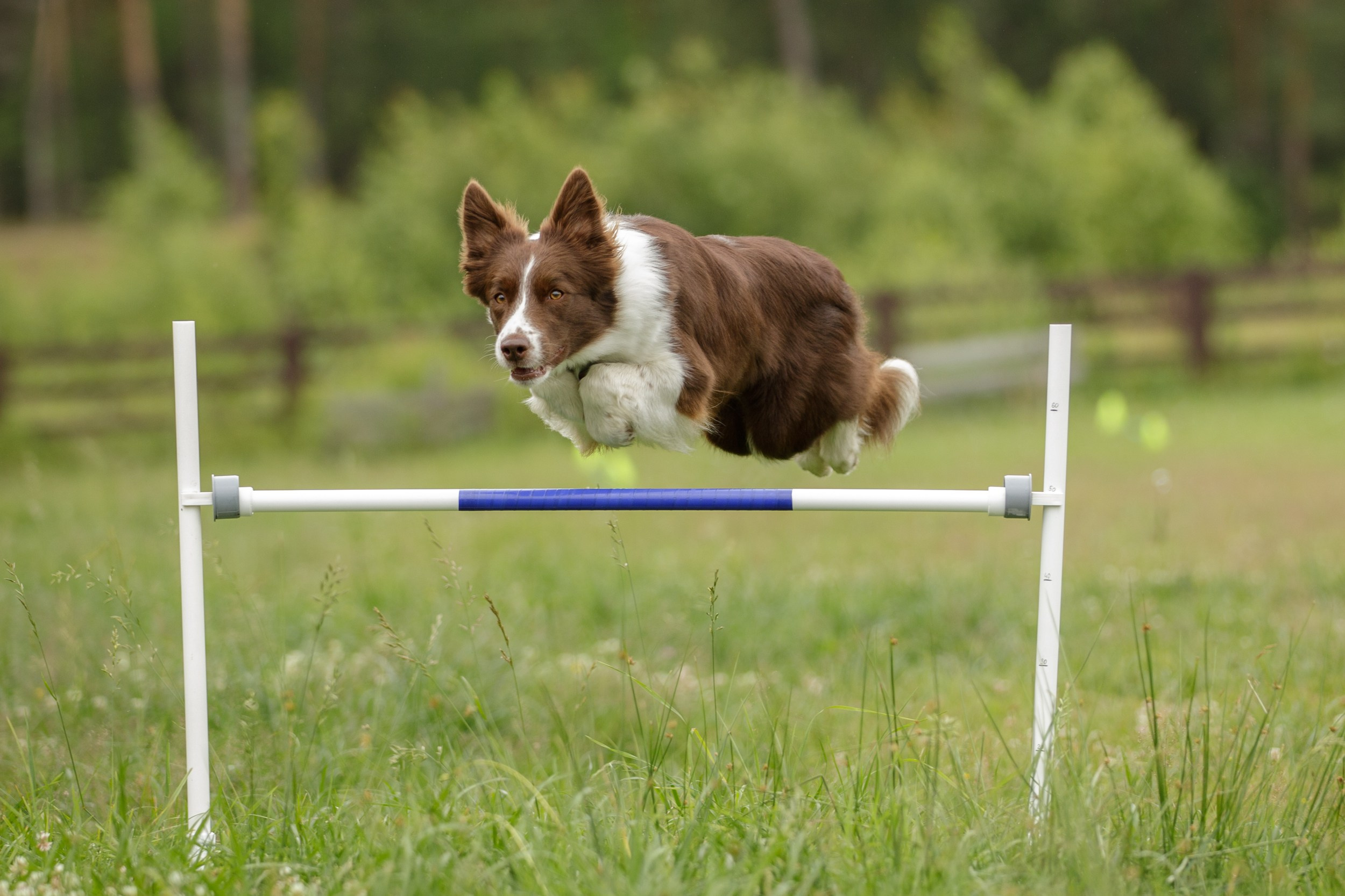 Лиза и Эни. Тренировка в лагере по обидиенс. Фотограф-анималист в Калуге Мария Шерскова
