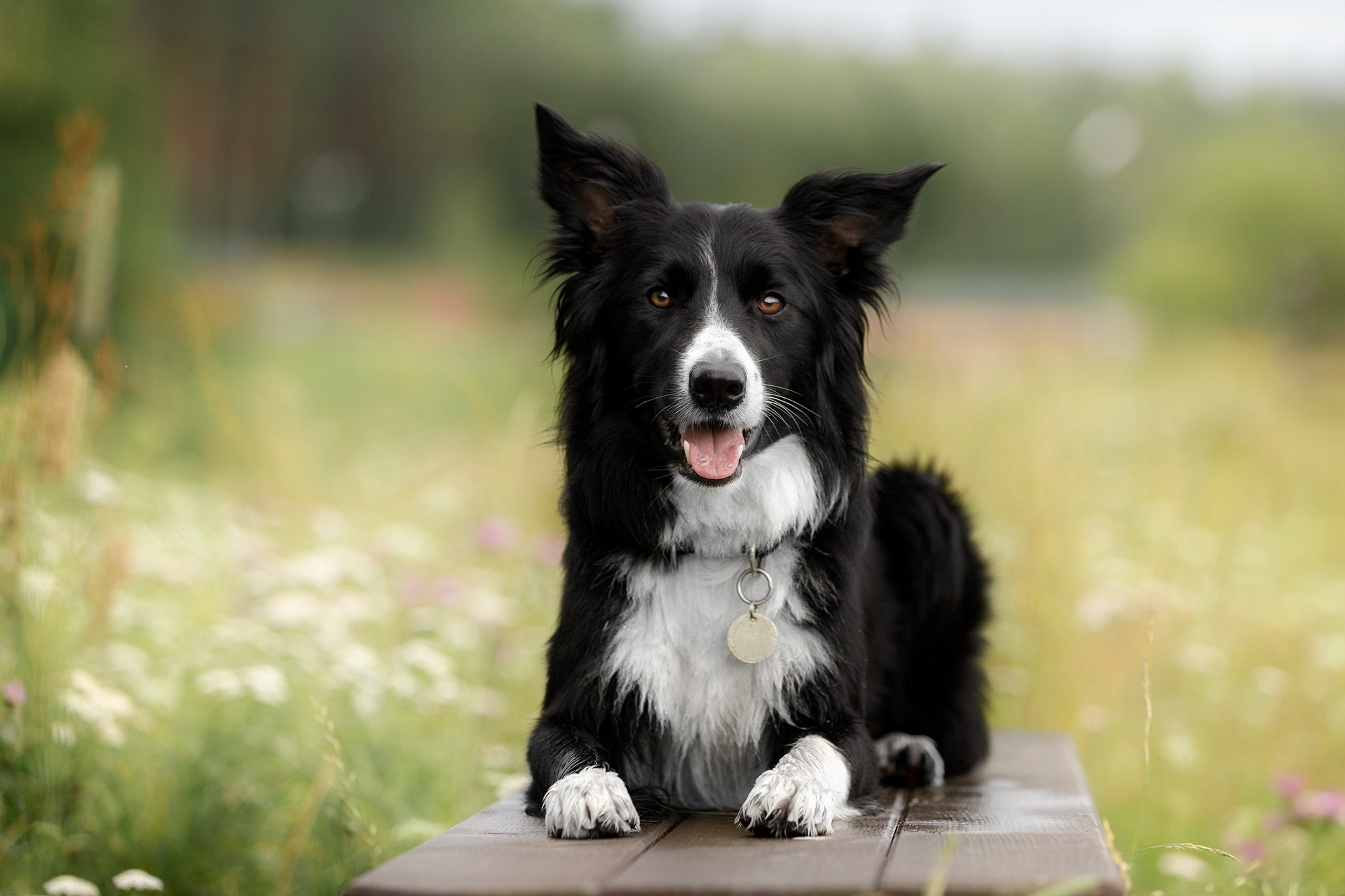 Стив и Аня. Фотопрогулка в Горыныче. Фотограф-анималист в Калуге Мария Шерскова