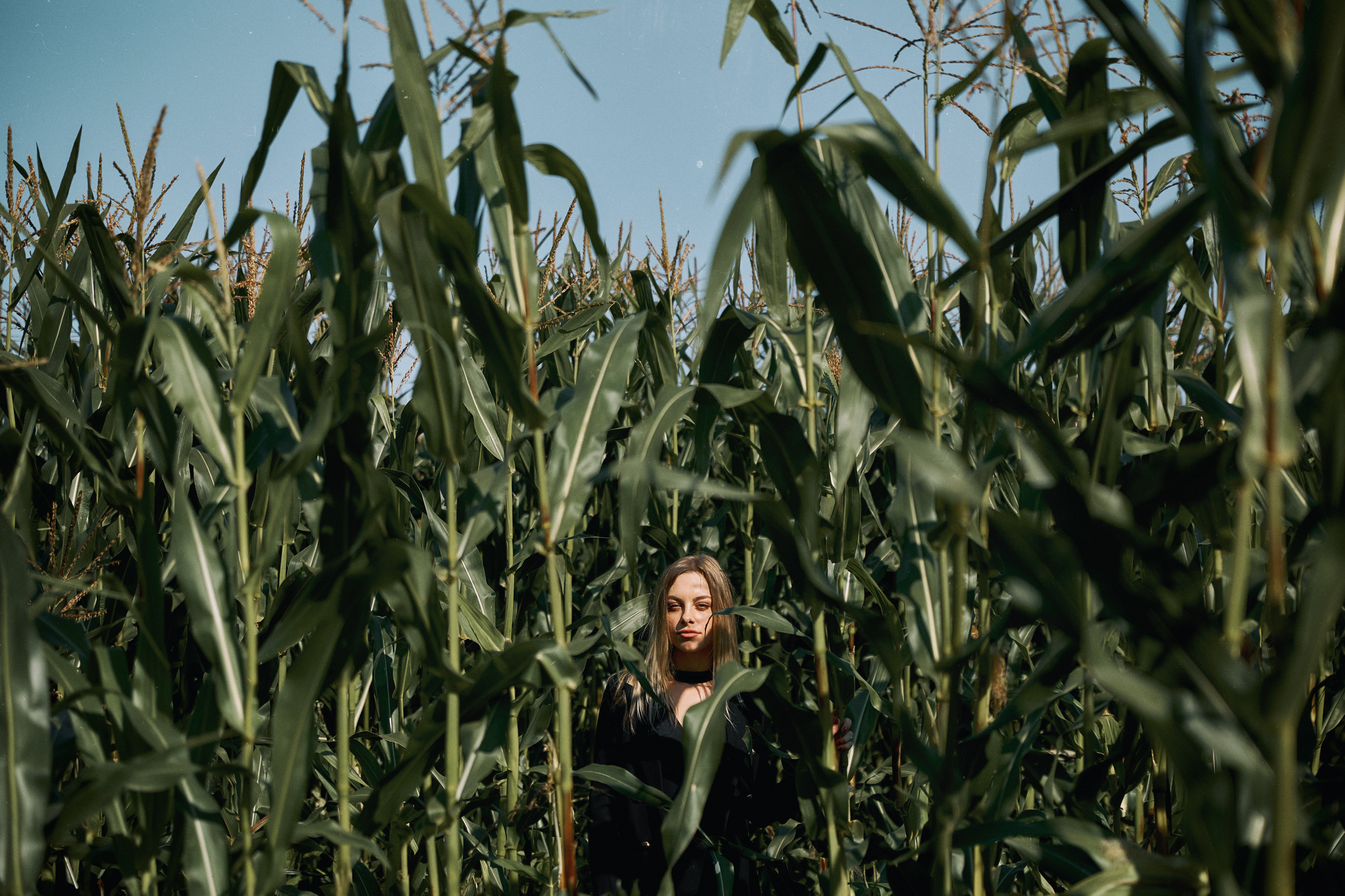 В кукурузе. Свадебный и семейный фотограф в Ярославле и Рыбинске Вячеслав Барышков