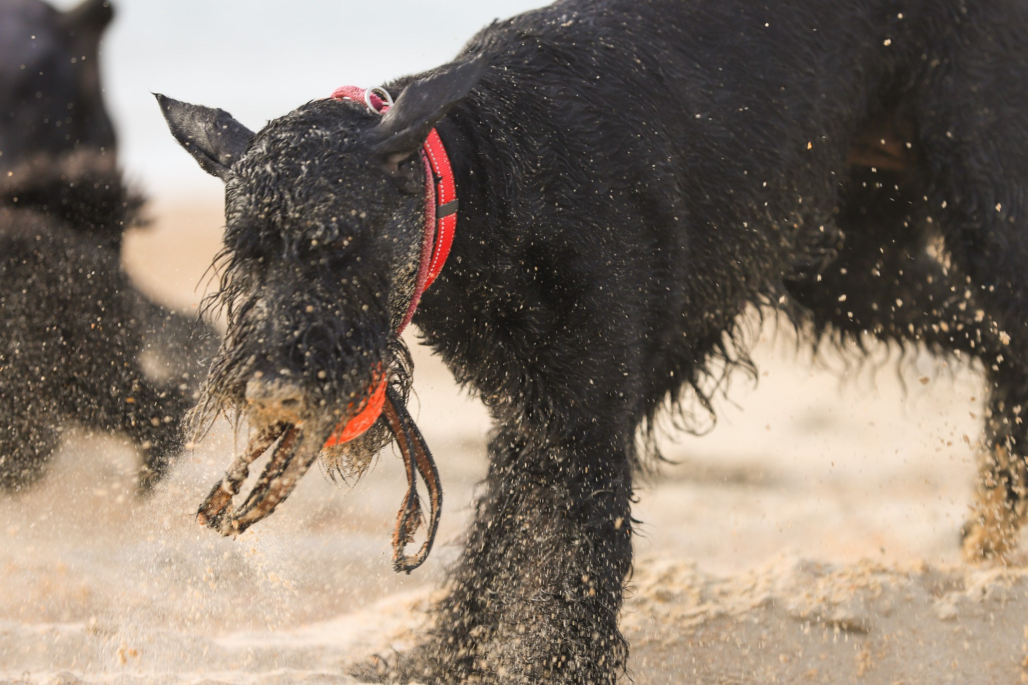 В движении. Yana Karamysheva Animal Photo
