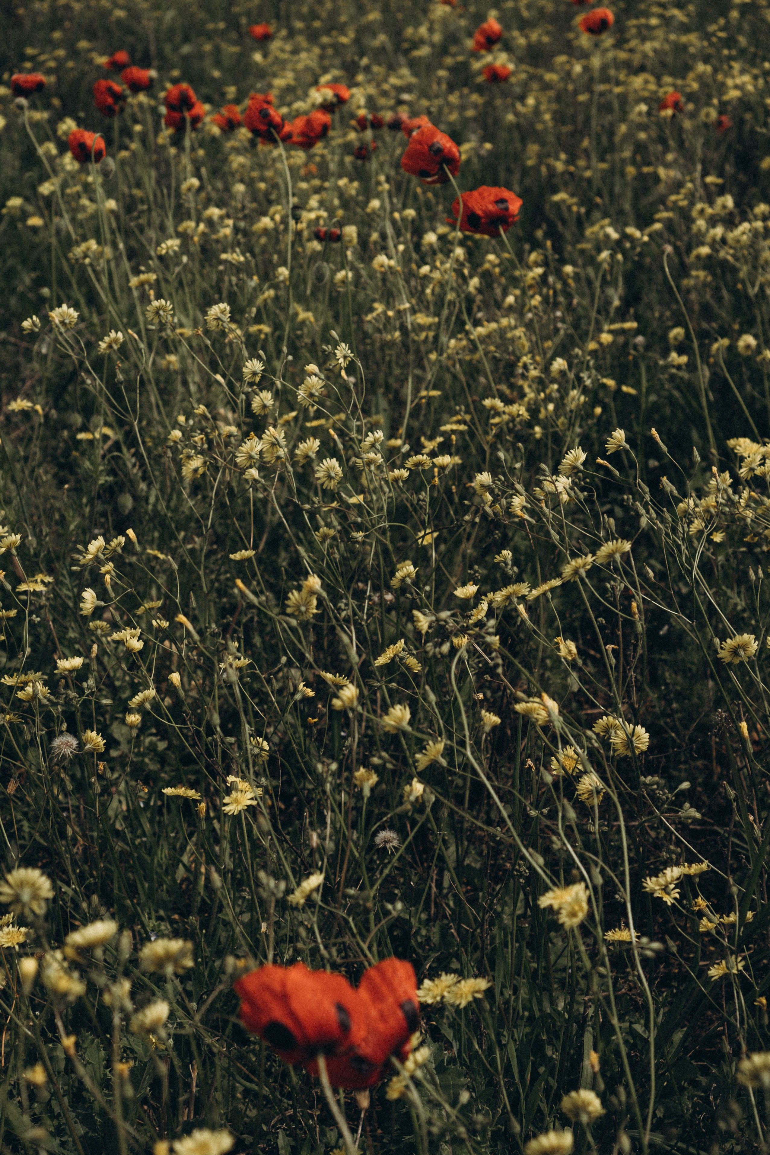 Кавказ. Профессиональный фотограф, Санкт-Петербург — Виктория Богомолова