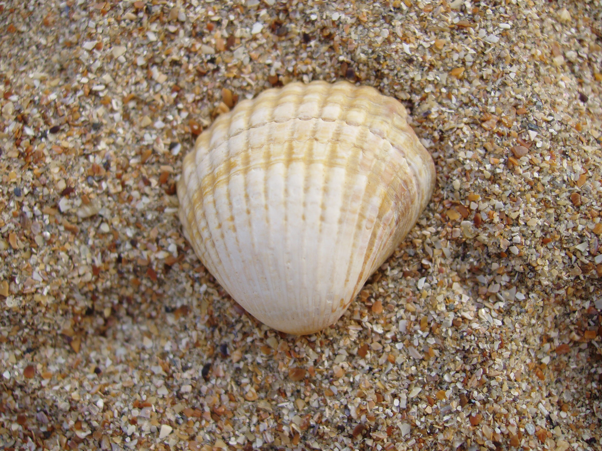 Отпуск 13.07-24.08. Семейный, Свадебный фотограф СПБ Питер— Романова Екатерина