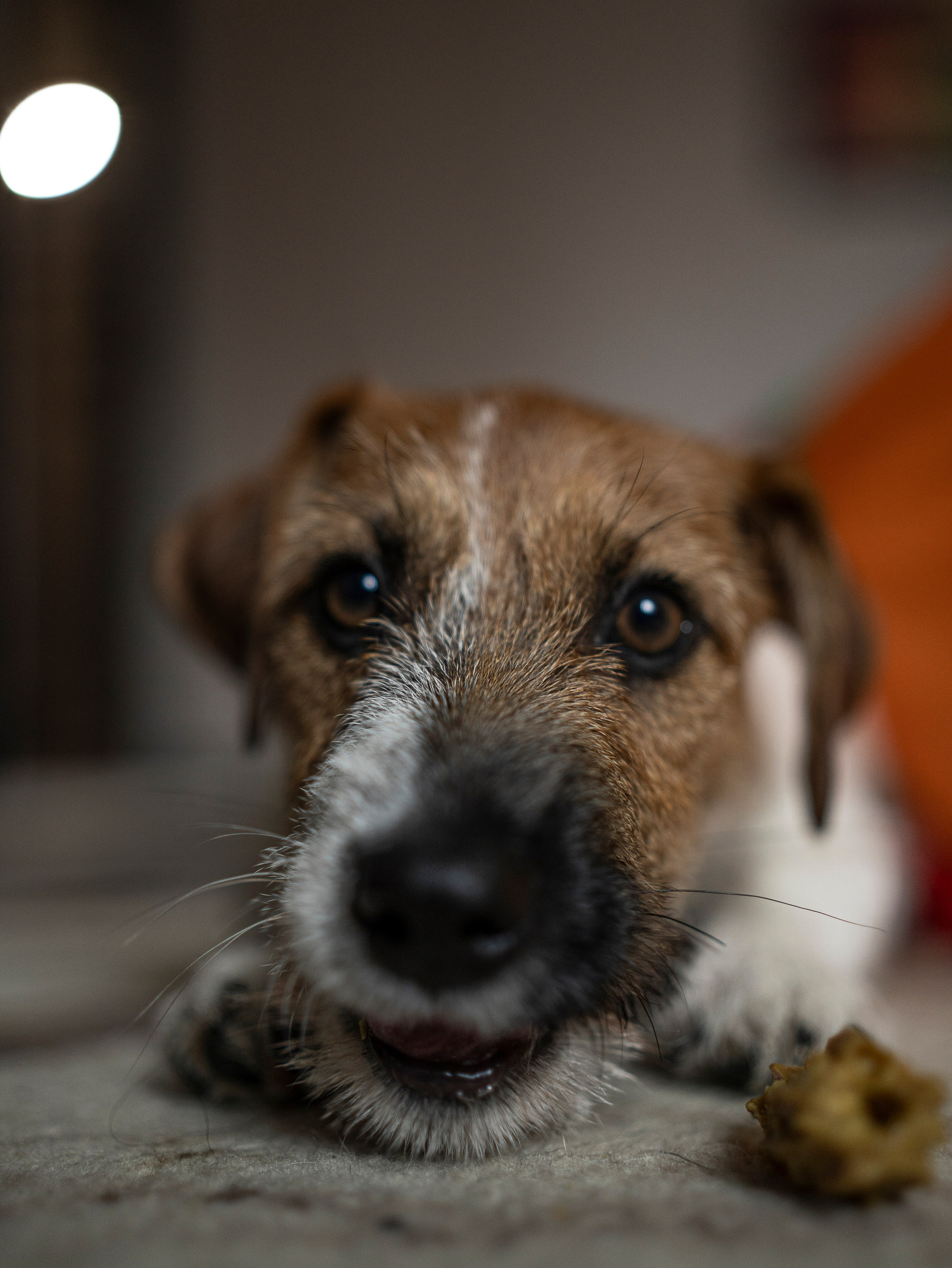 Ляля и Бандит Питомцы. Свадебный и Женский фотограф в г. Кемерово