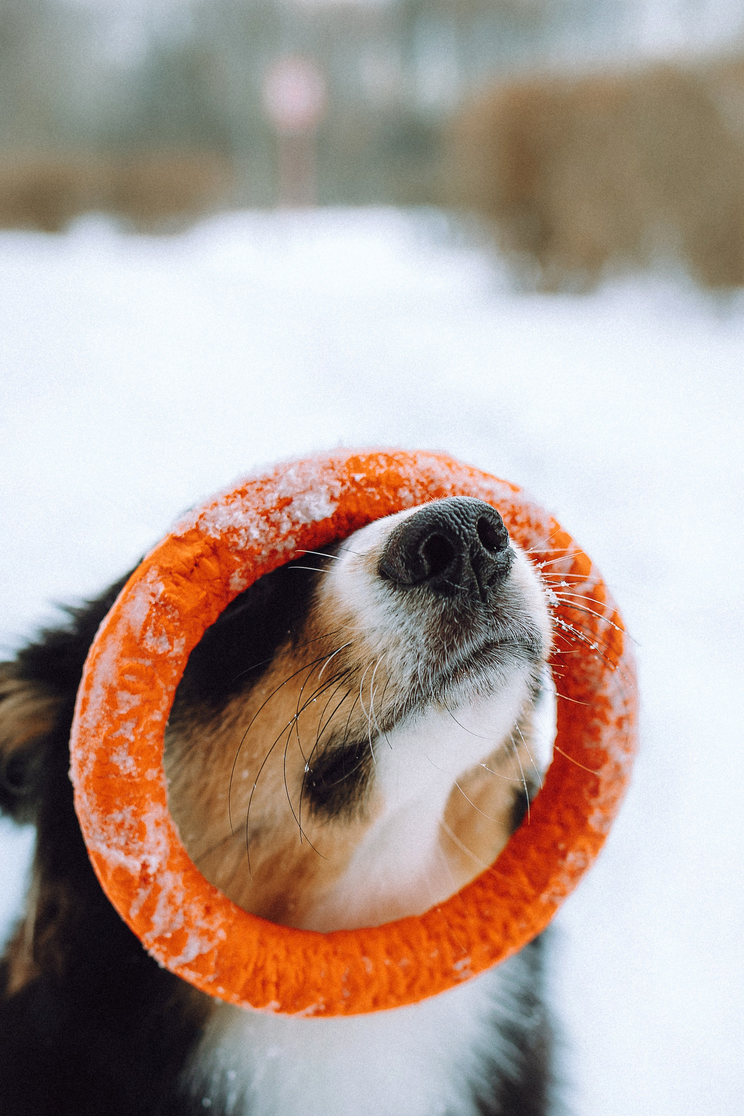 Таня, Ваня и Гром